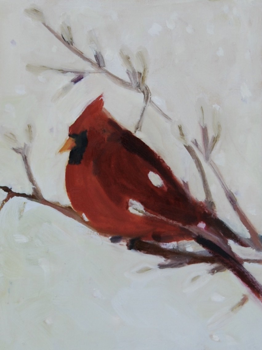 Northern Cardinal Male