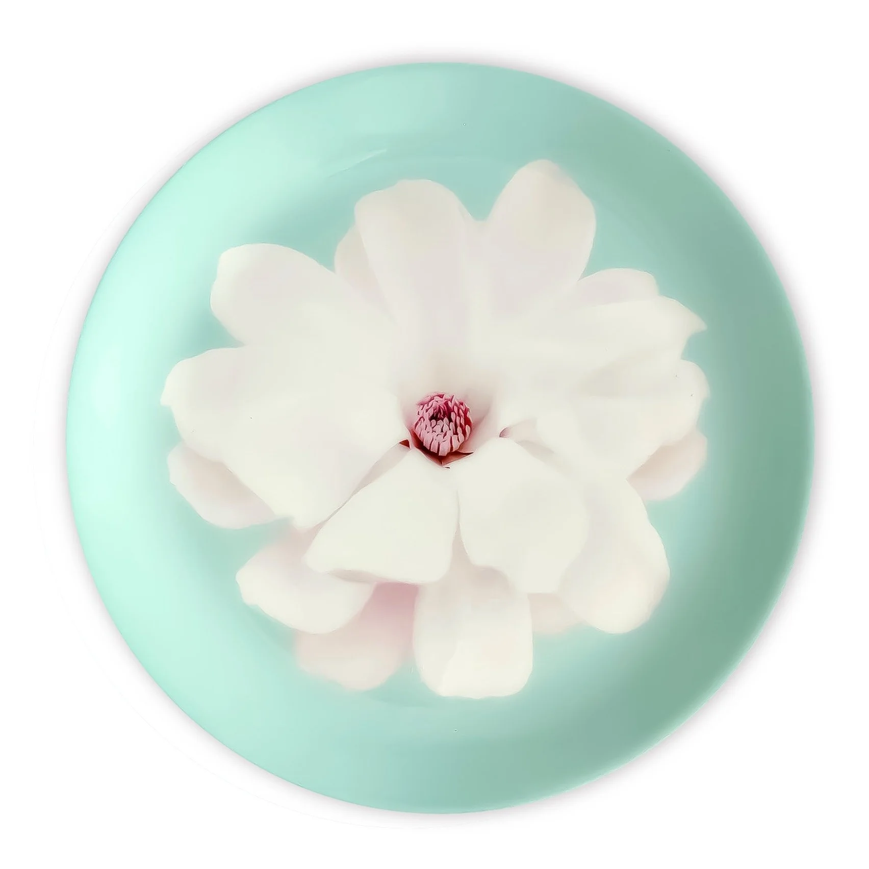 Star Magnolia porcelain