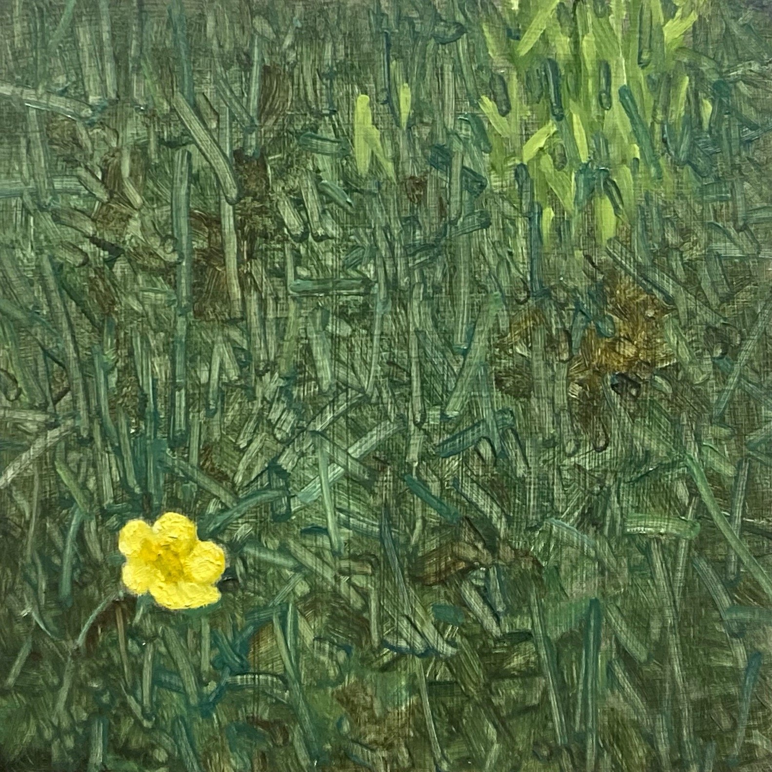 Spring Buttercup