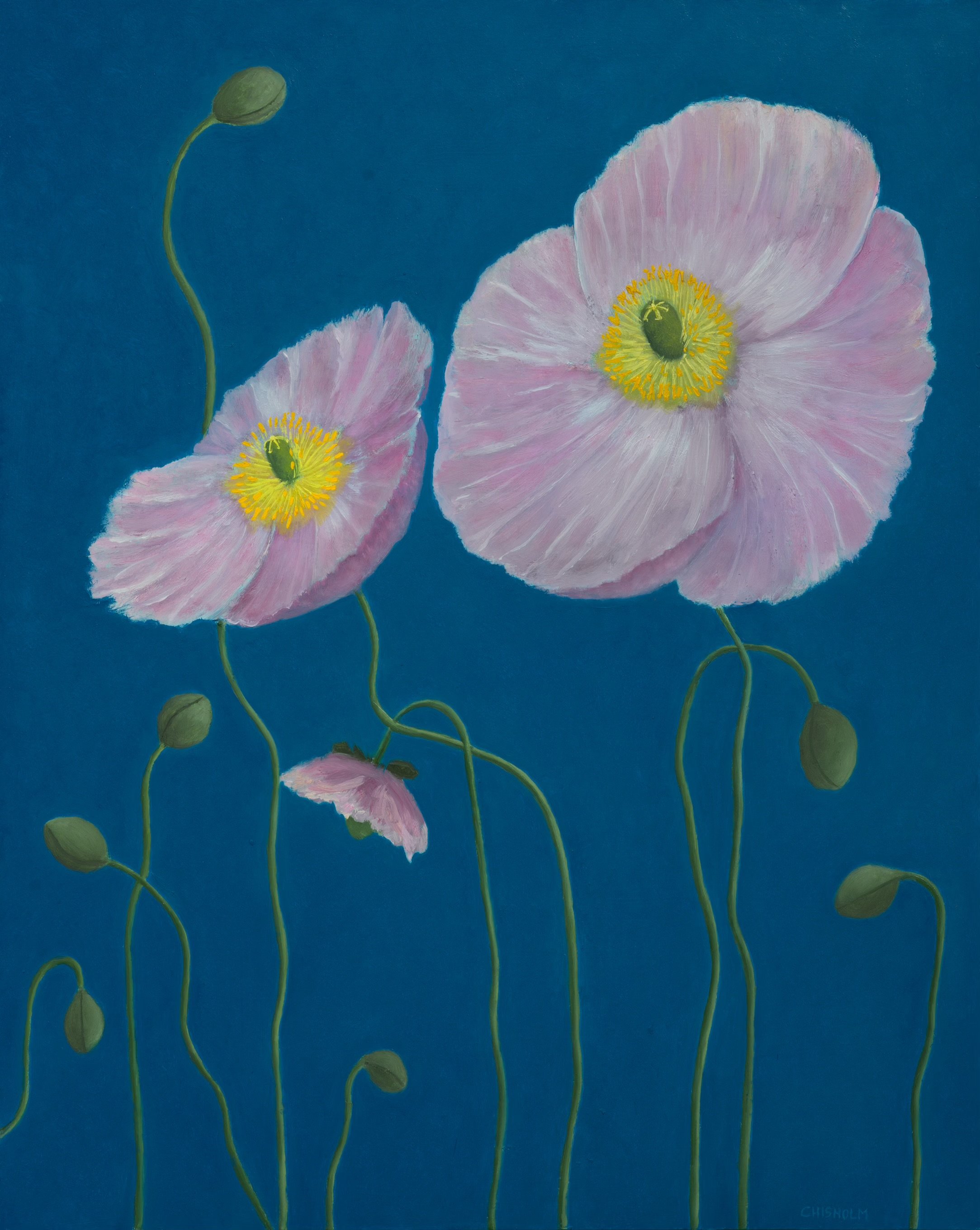 Poppies