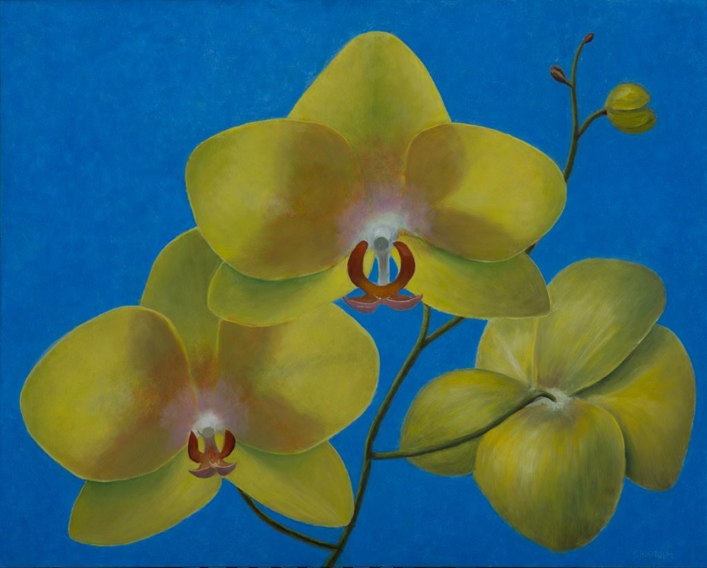 Yellow Orchid