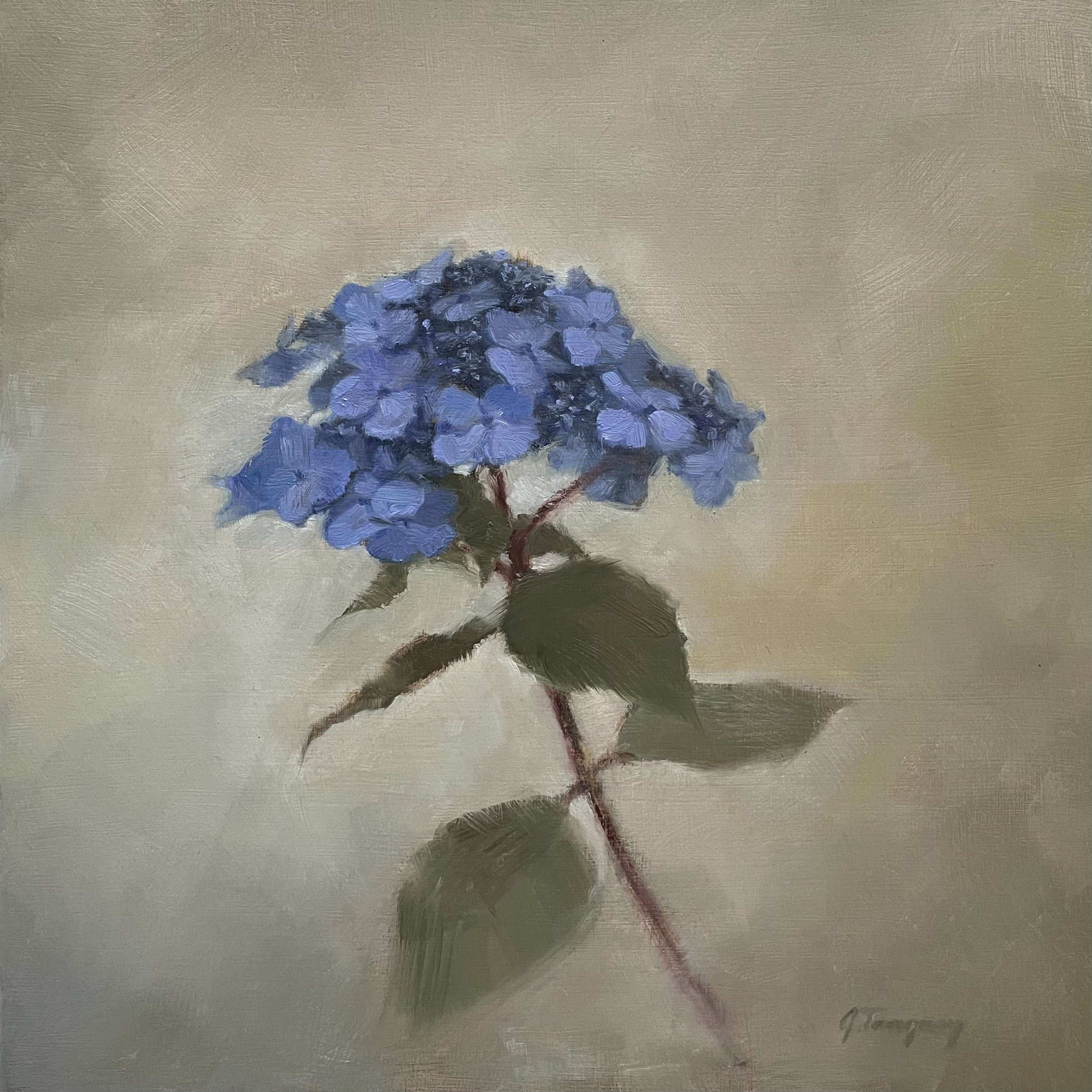 Lacecap Hydrangea