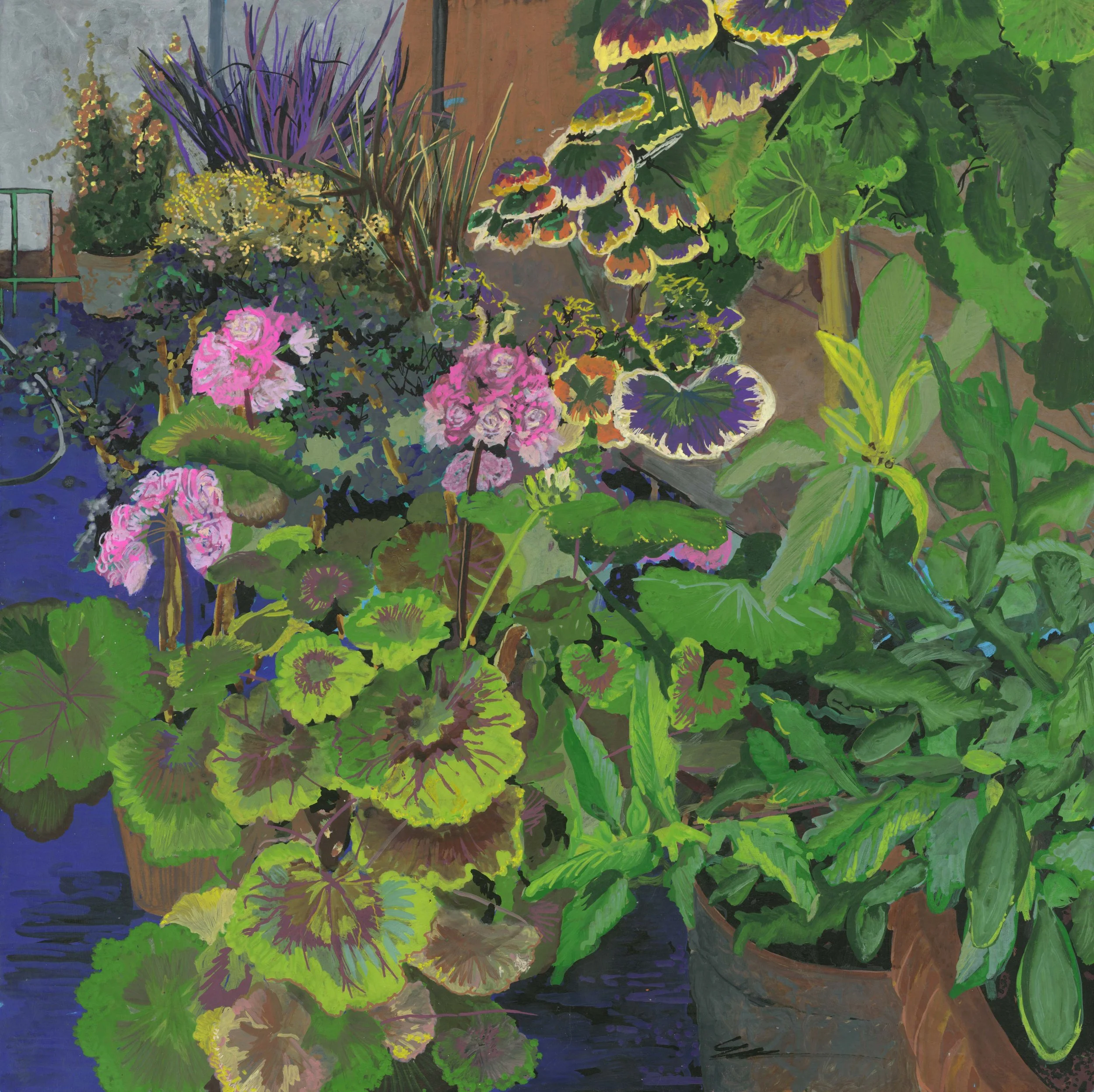 Geraniums in Sean Conway's Greenhouse