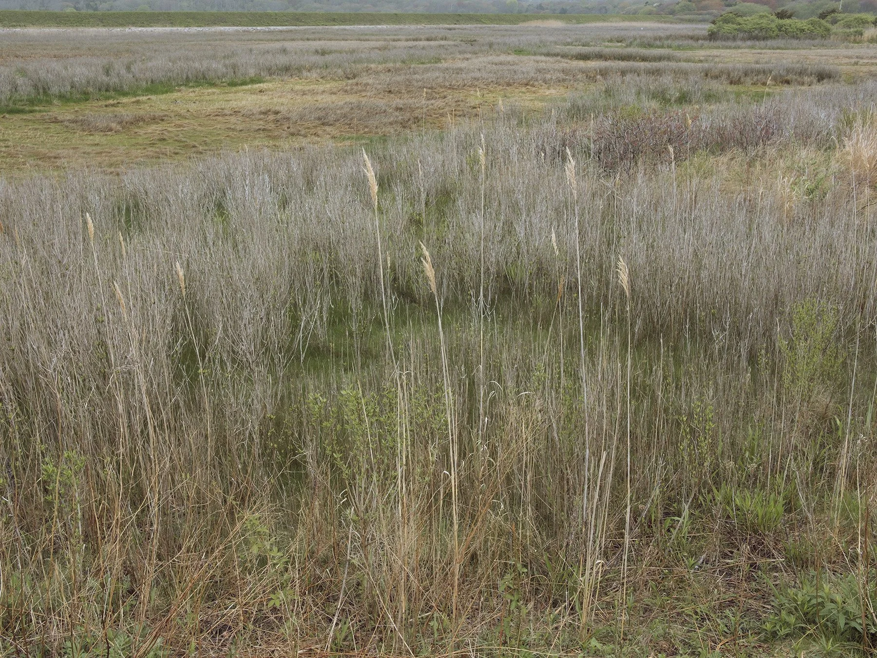 Marsh in Spring, Sachuest Point