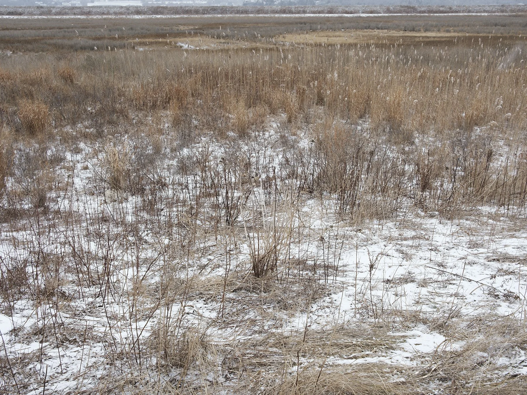Marsh in Winter, Sachuest Point