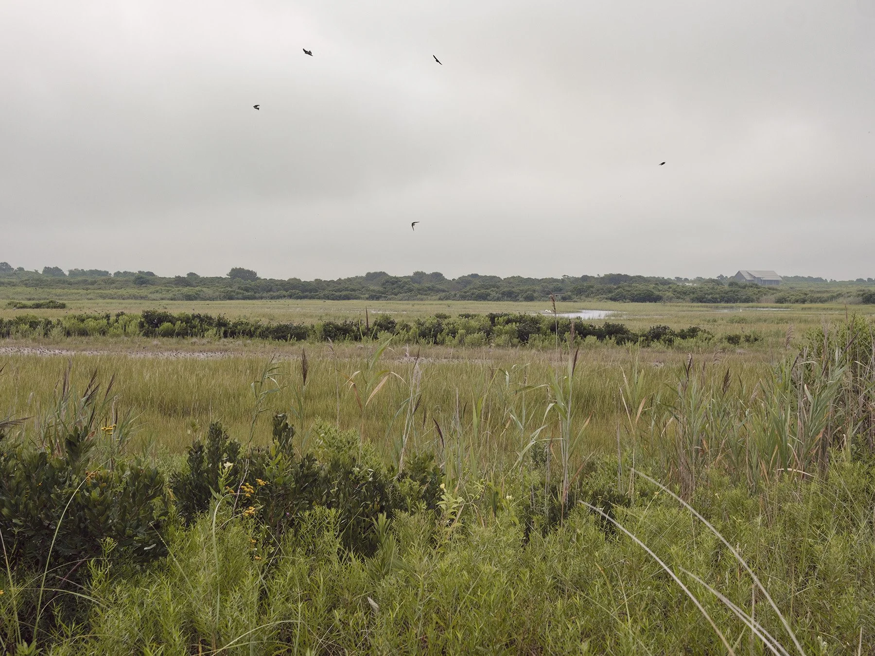 Bird Migration, Sachuest Point
