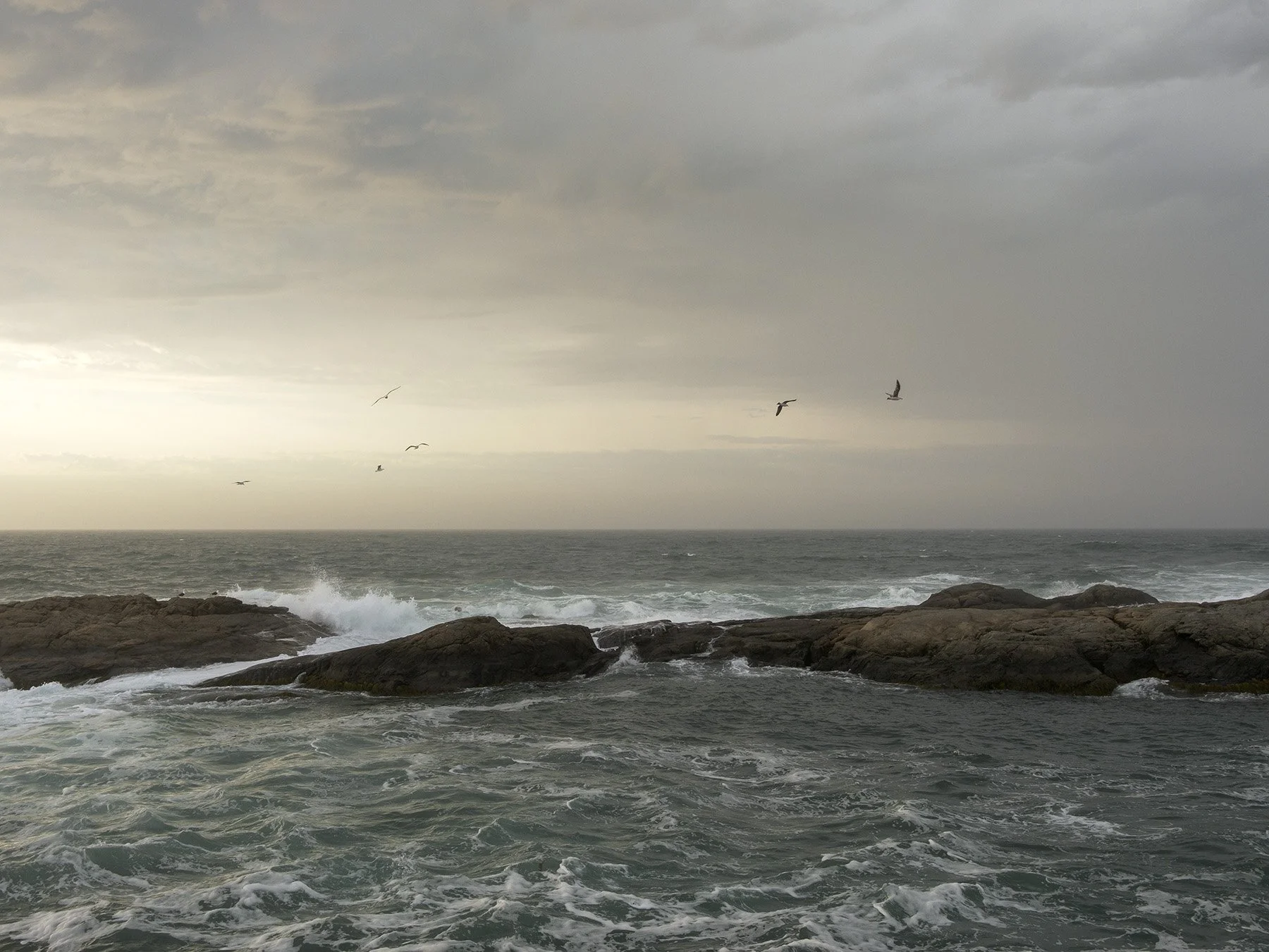 Gulls, Dawn, Ledge Road