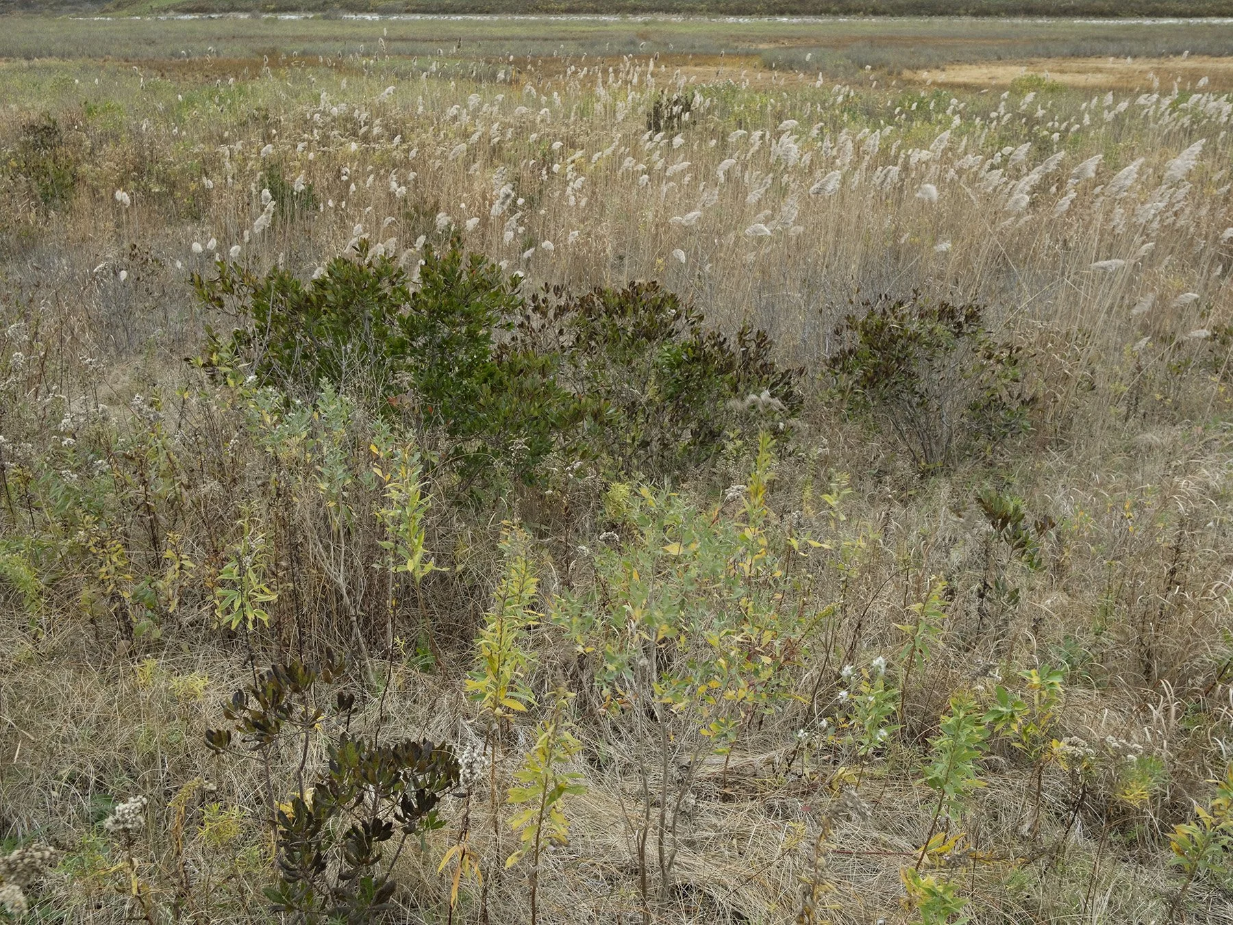 Marsh in Autumn, Sachuest Point