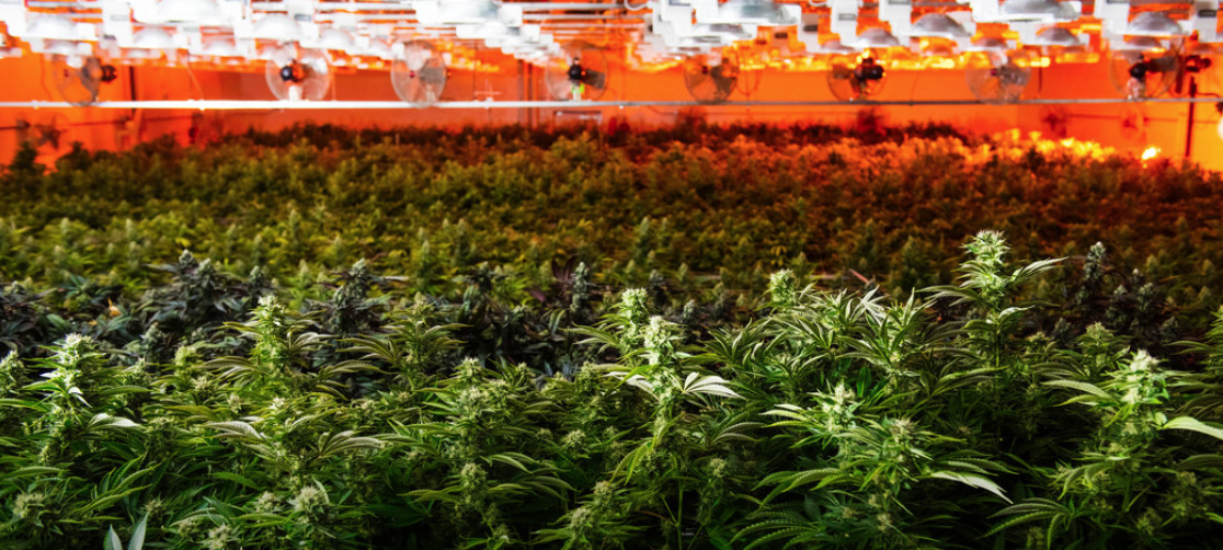 The Next Billion Dollar Brand: Growing in a Greenhouse Near You