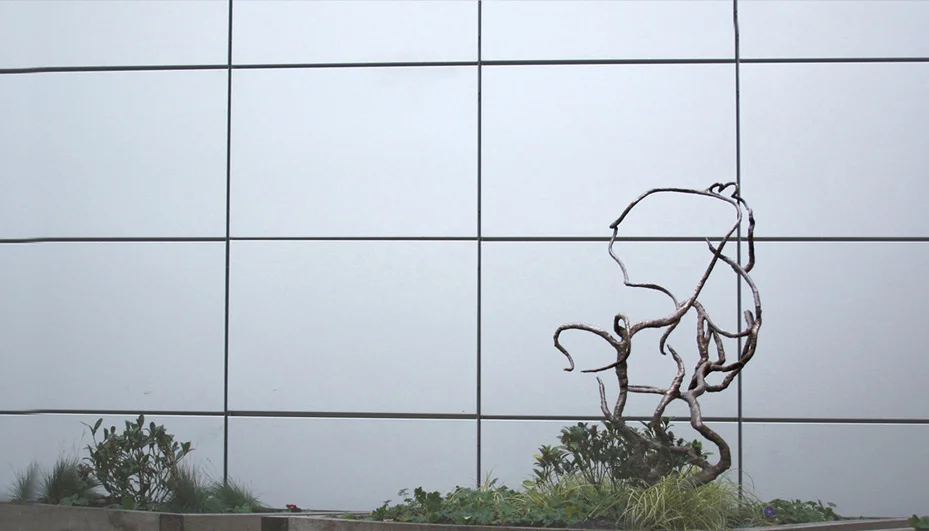 Shadow Tree 1.jpg