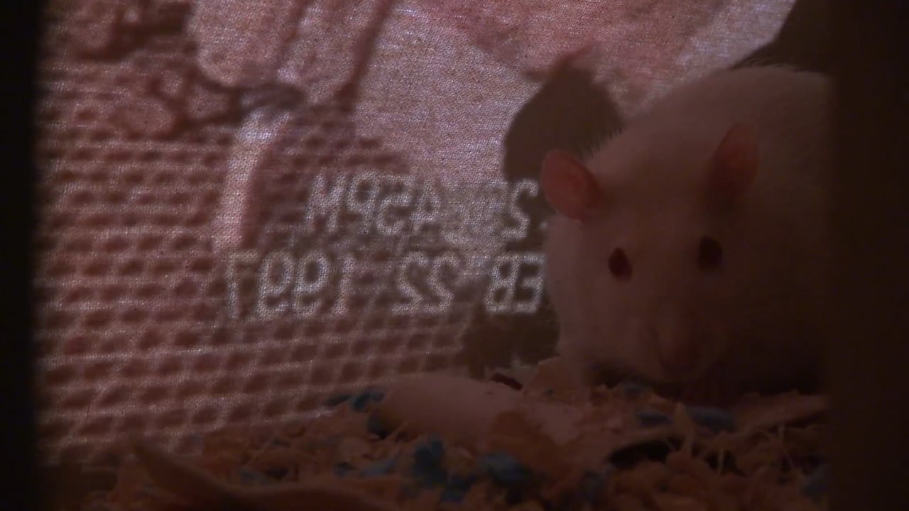 Baby mansion (documentation)