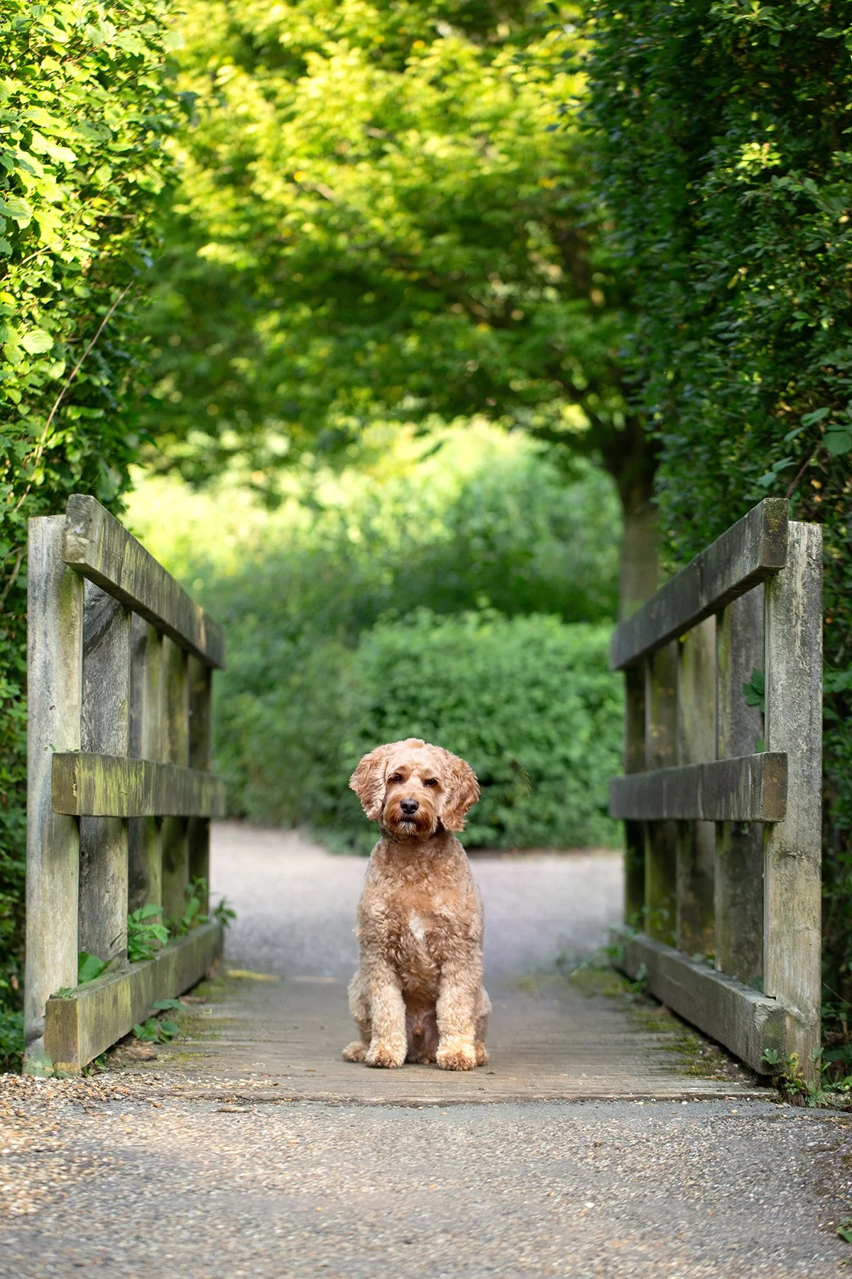 Dog photo shoot at Howe Park Woods