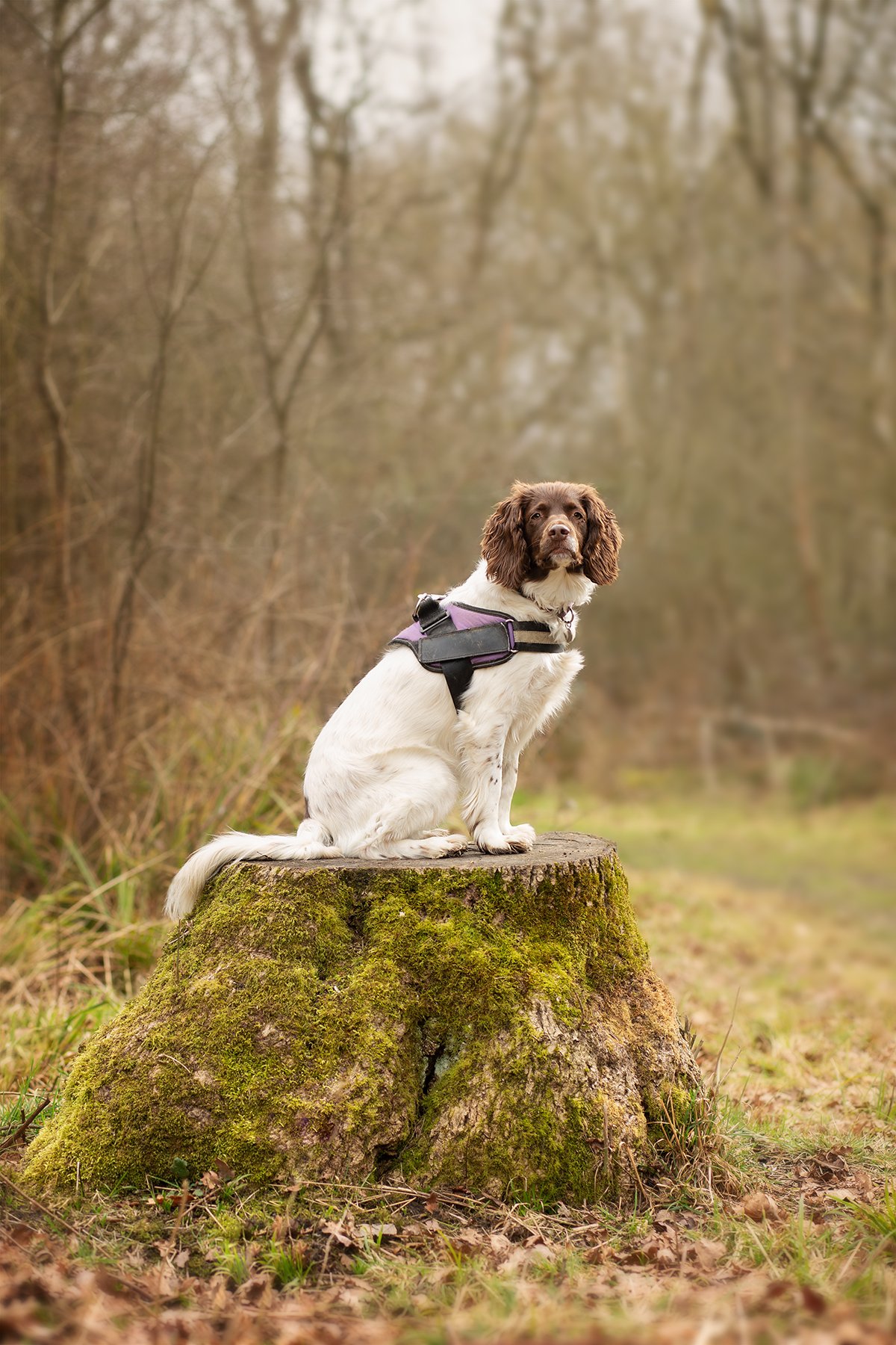 Springer Spaniel photo shoot in Howe Park woods