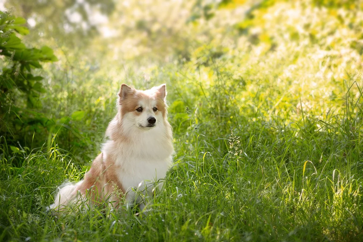 Dog photo shoot in Tattenhoe Valley Park