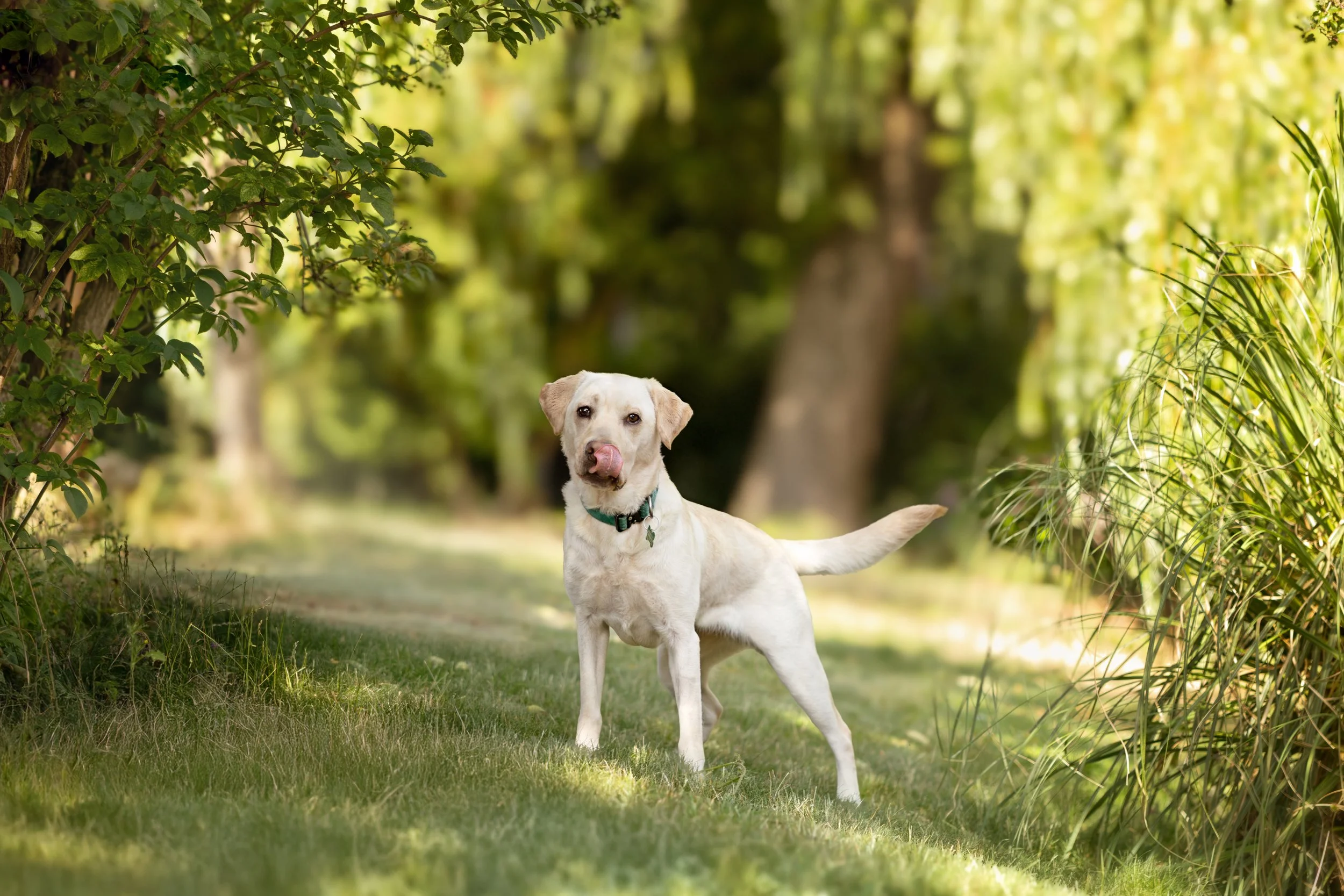 Labrador dog photo shoot in Milton Keynes