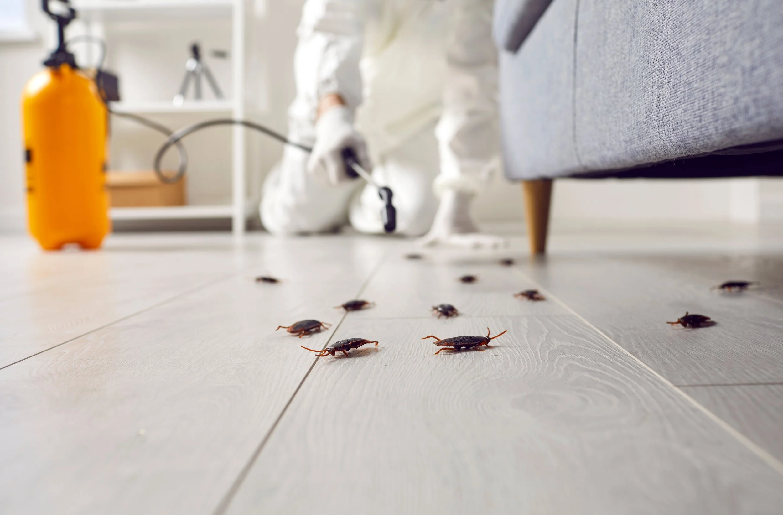 How to Keep Roaches From Moving With You