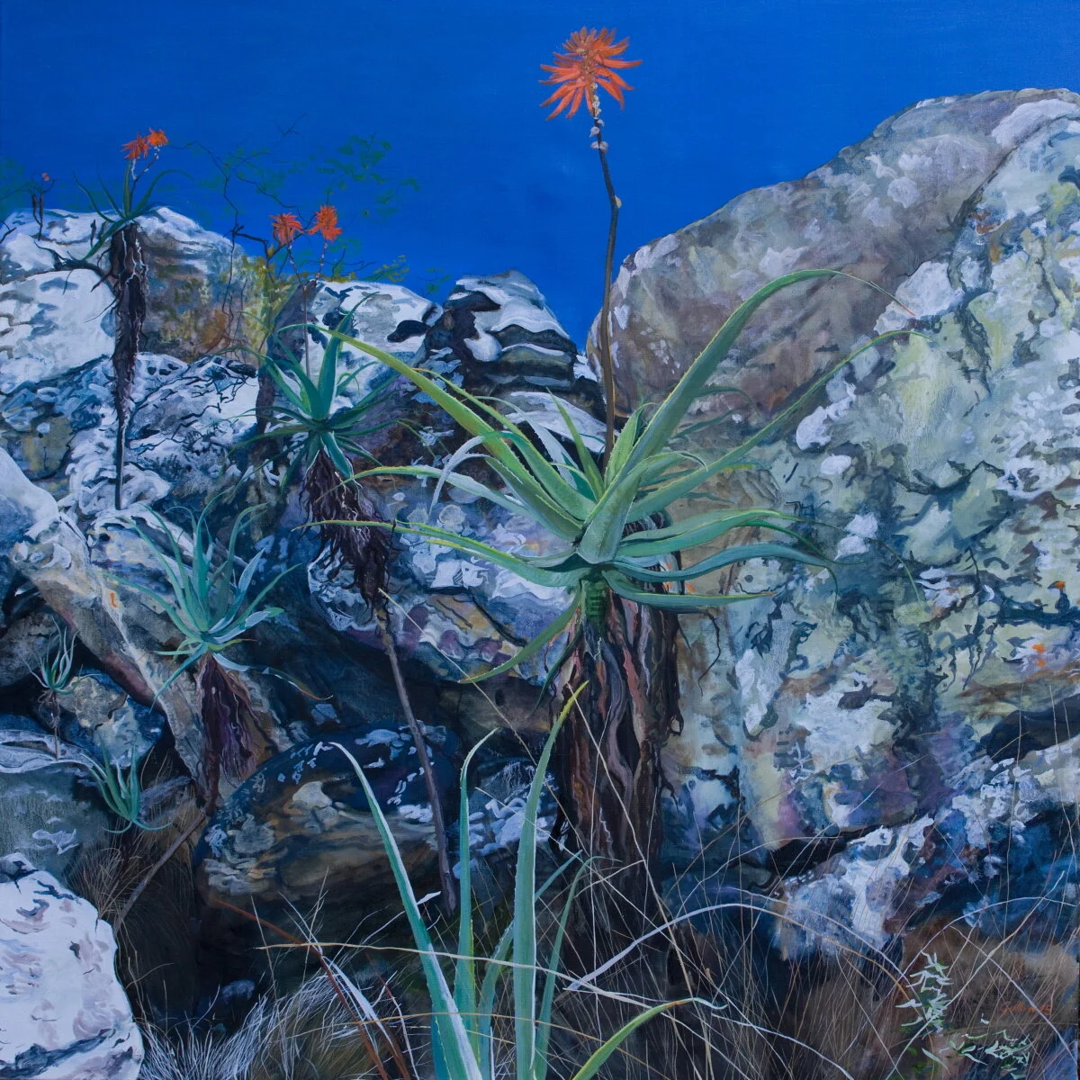 Aloe munchii I.JPG