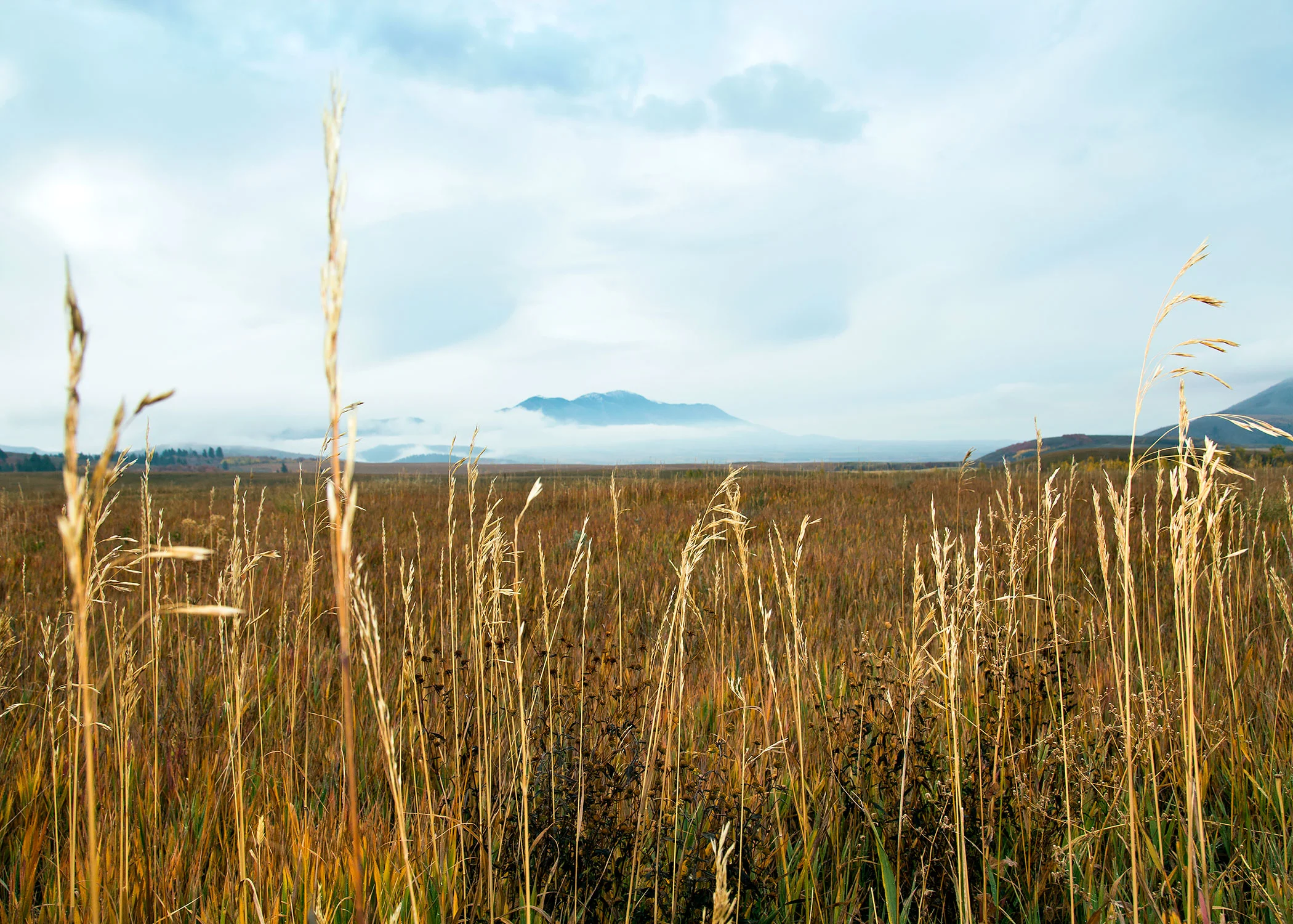 Upland fall bird hunting in central Idaho for Field & Stream