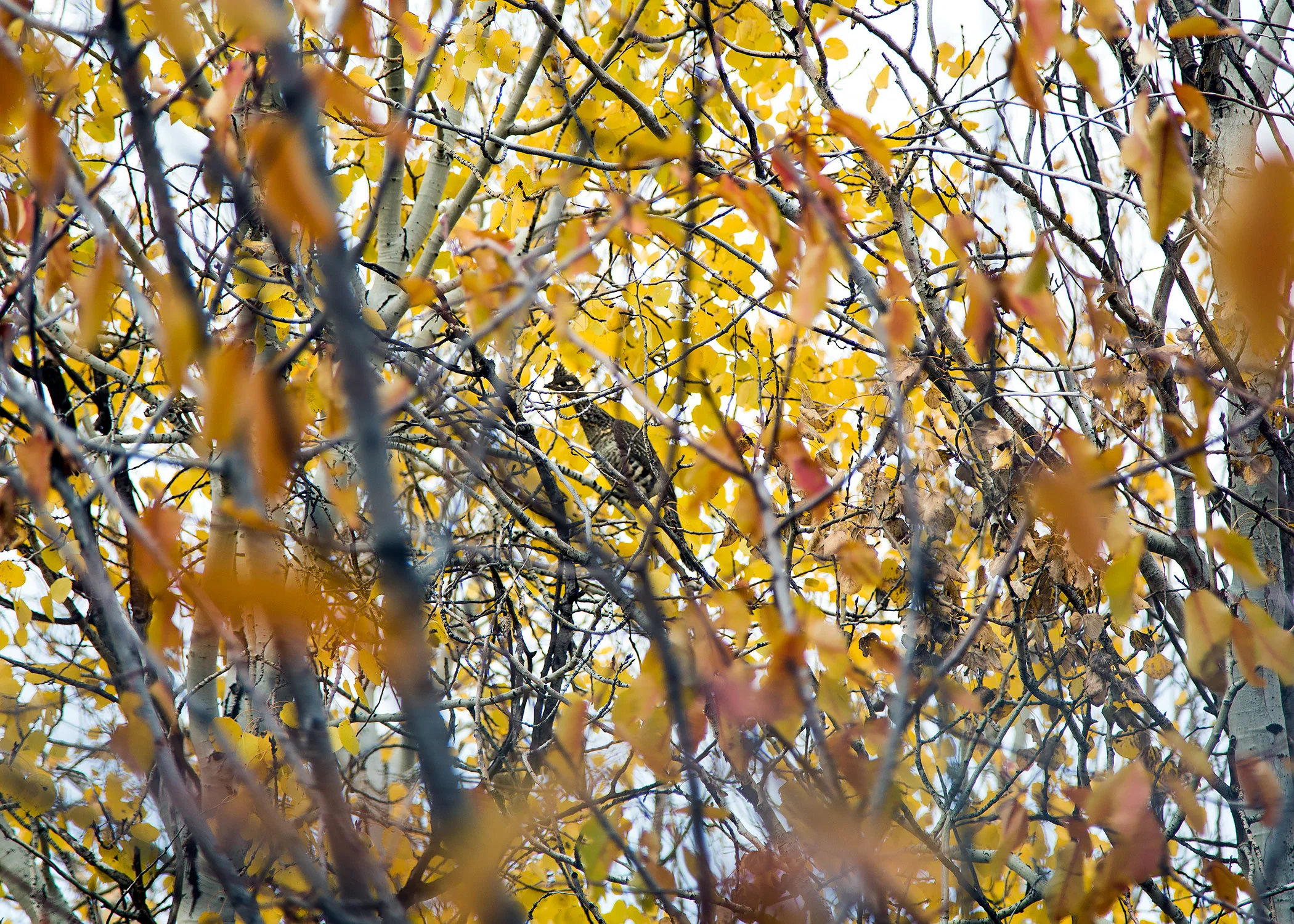 Upland fall bird hunting in central Idaho for Field & Stream