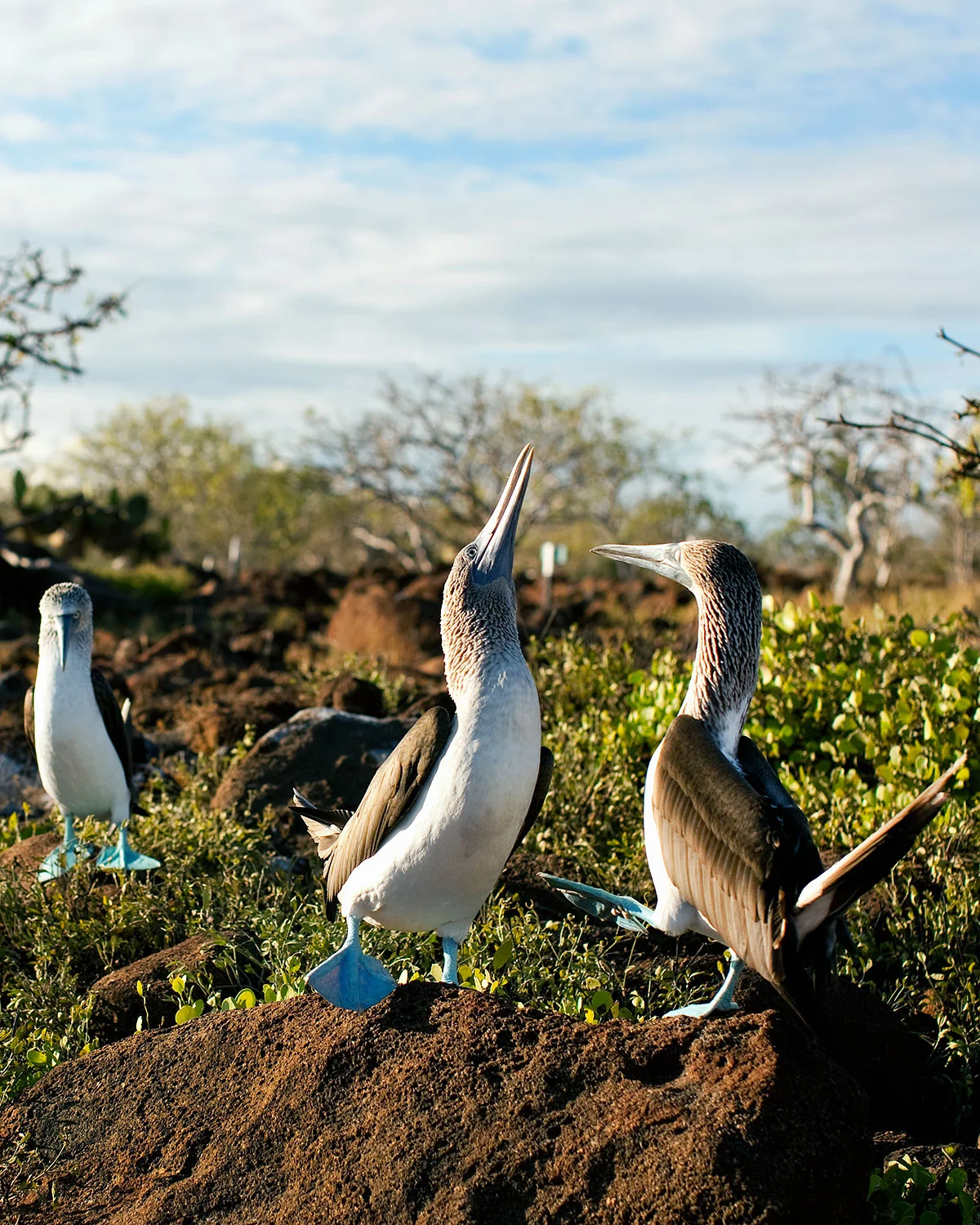 20090401_Galapagos_0274.jpg