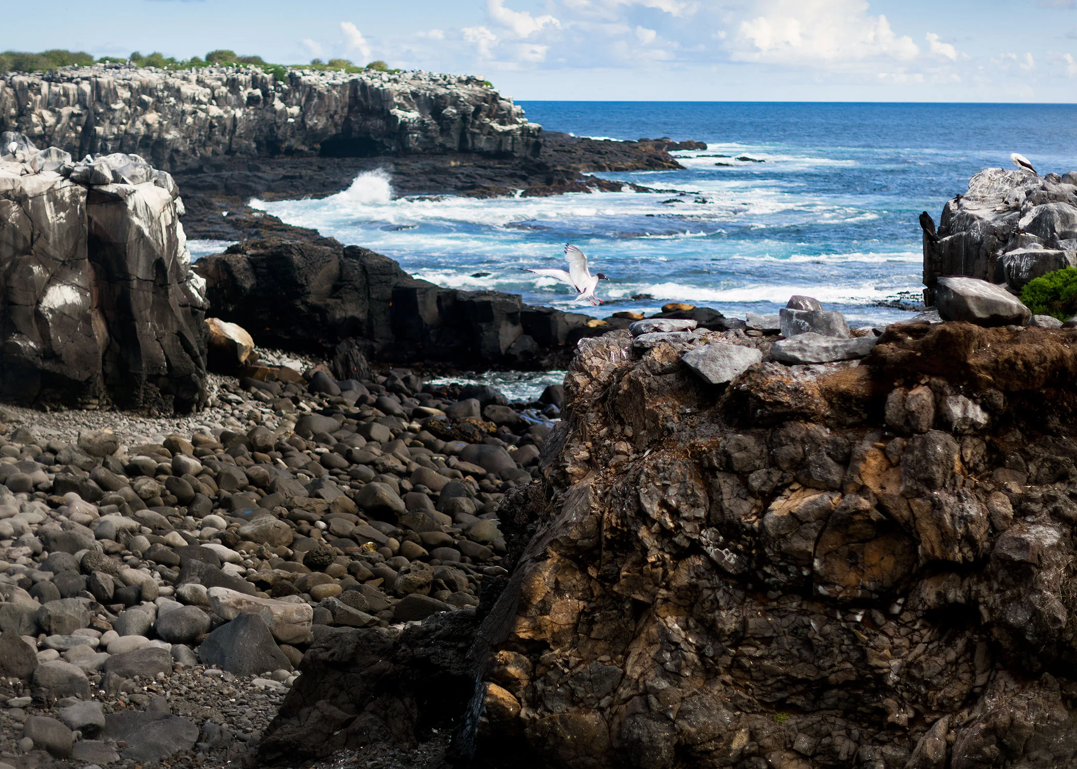 20090403_Galapagos_0931.jpg