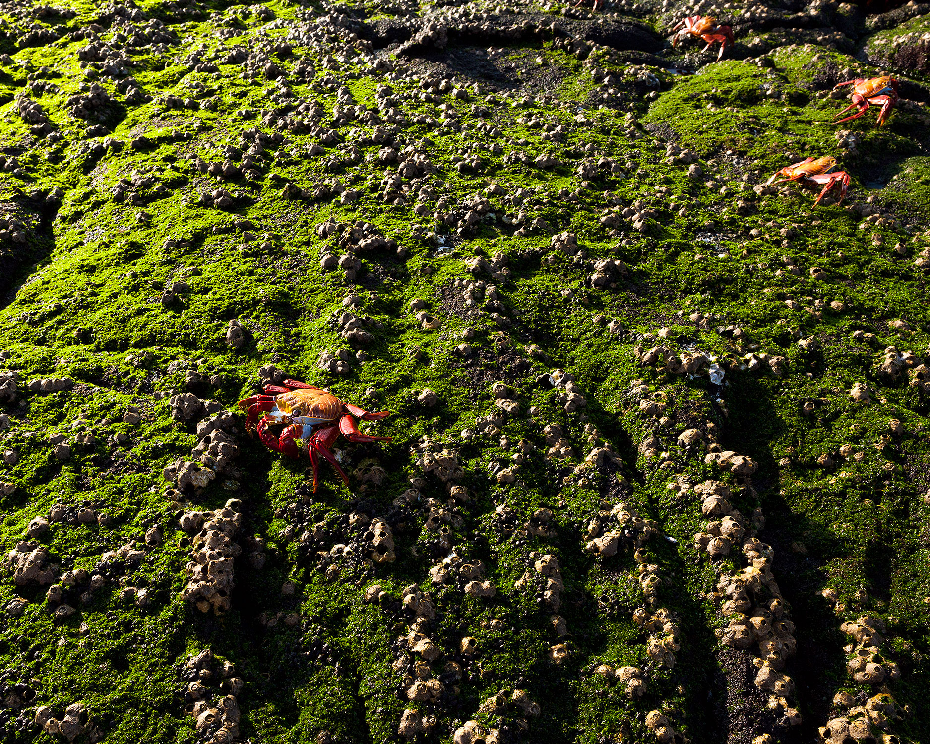 20090406_Galapagos_1894.jpg