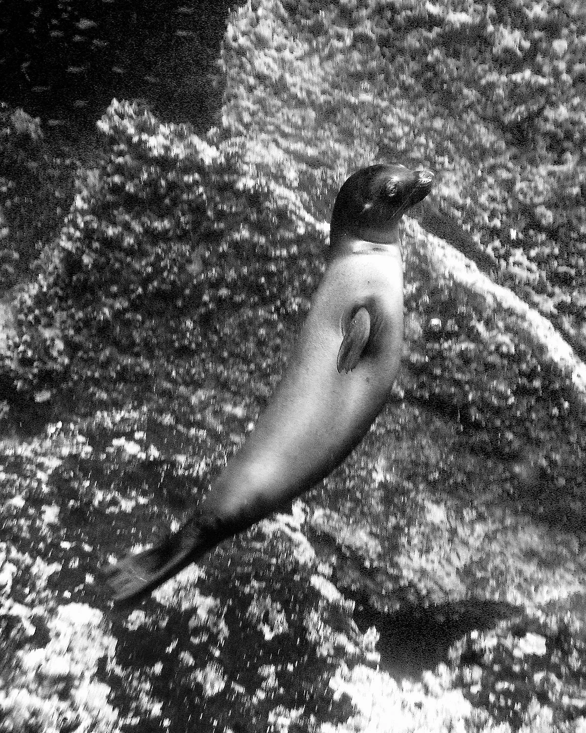 Galapagos_sea-lion.jpg