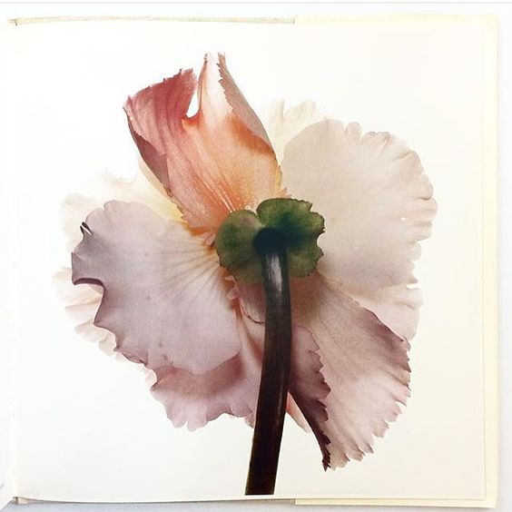 Irving Penn Flowers. The 1980 first edition of the most beautiful book. 
