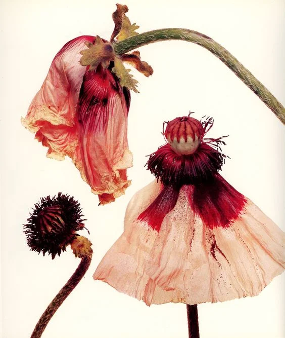 Irving Penn (American, 1917–2009) - Iceland Poppy From His Hardcover Book Flowers Published in 1980 Photograph