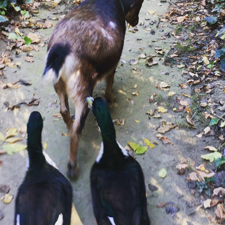 Duckies follow the leader and go for a dip on their first exploration of the #russianriver. *
*
#petsthattravel #goatsofinstagram #ducksofinstagram 
#thankfulforfurryfriends #thankfulforfeatheredfriends