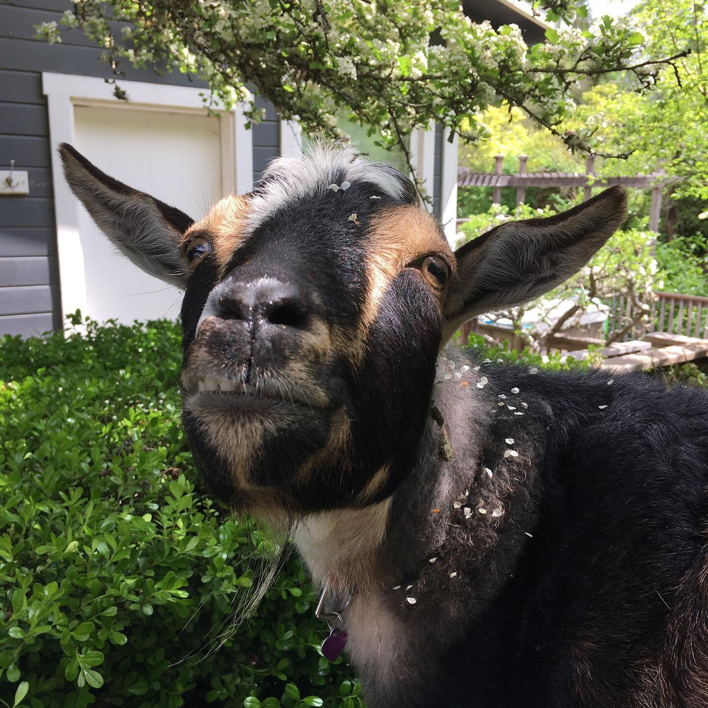 Our goats can come to your zoom event or meeting too! Handsome and charming, they never need to &ldquo;touch up their appearance&rdquo;. Send us a message to schedule. #clubhousecuddles #goatsonzoom