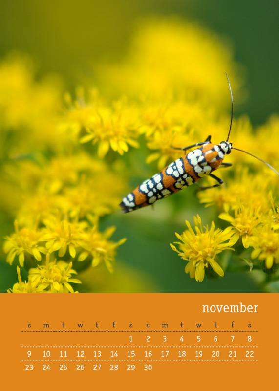 MACRO PHOTOGRAPHY