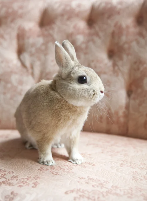 In-Studio Pet Portraits