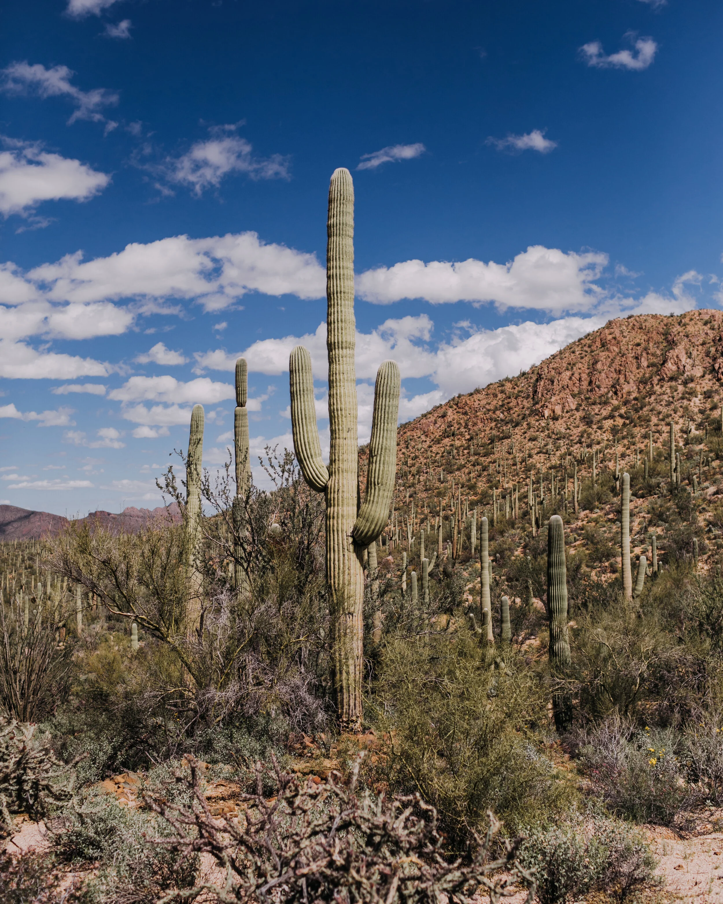 Cactus #2 8x10 Print