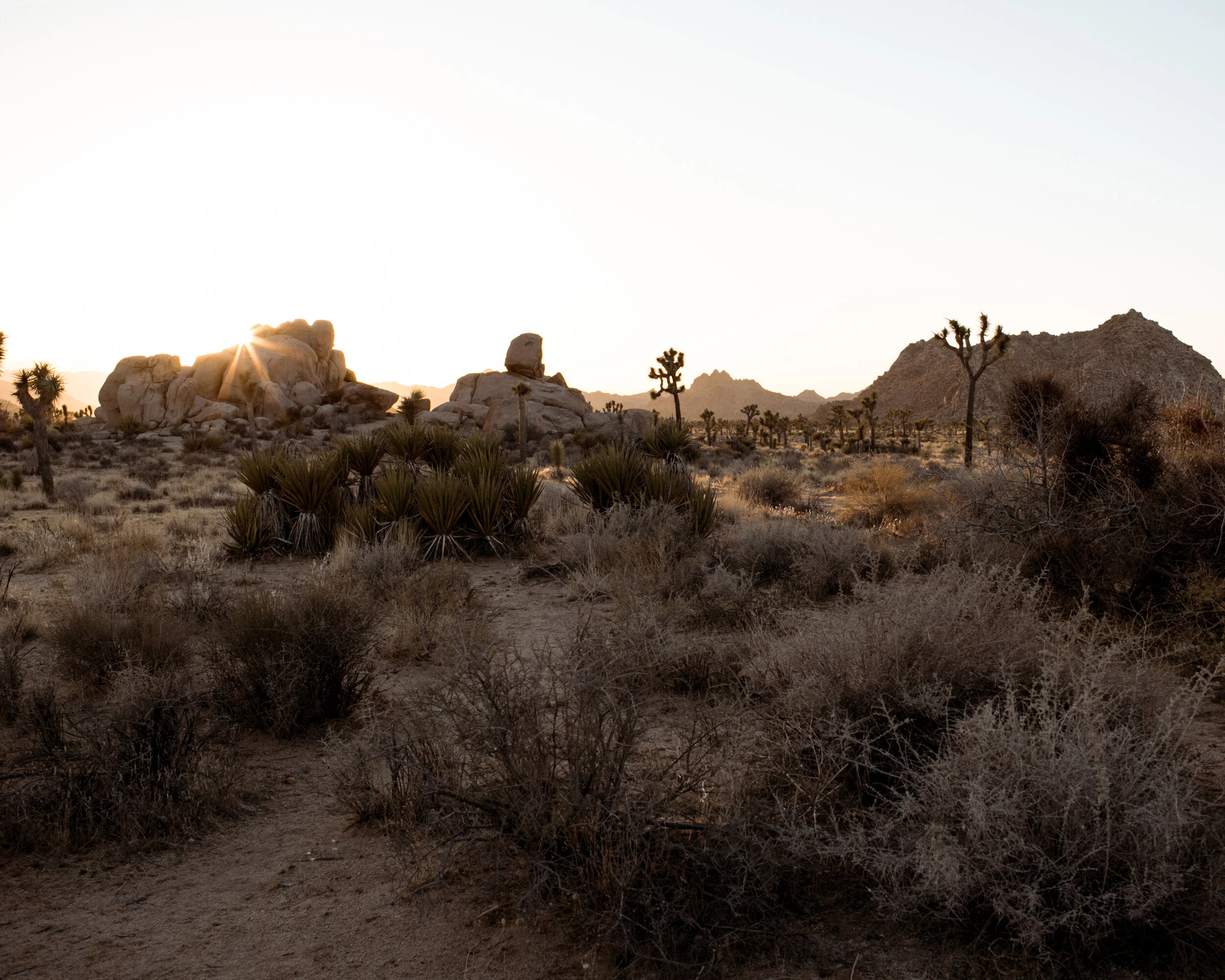 Sunset at Joshua Tree 8x10 Print