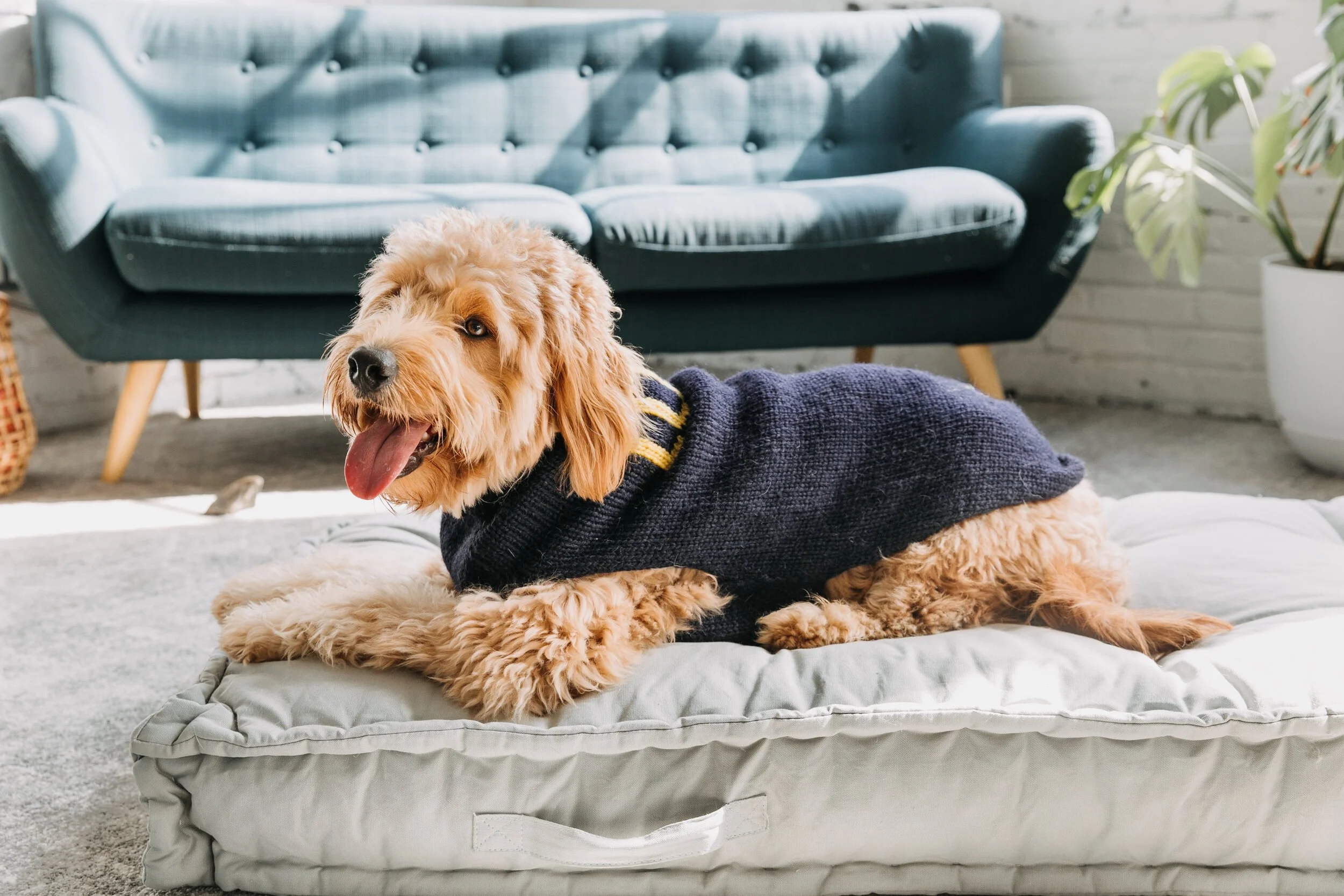 Chilly Dog Sweaters for Chewy.com