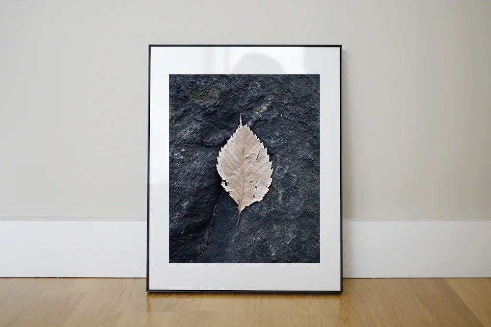 Leaf_environment_72dpi.jpg