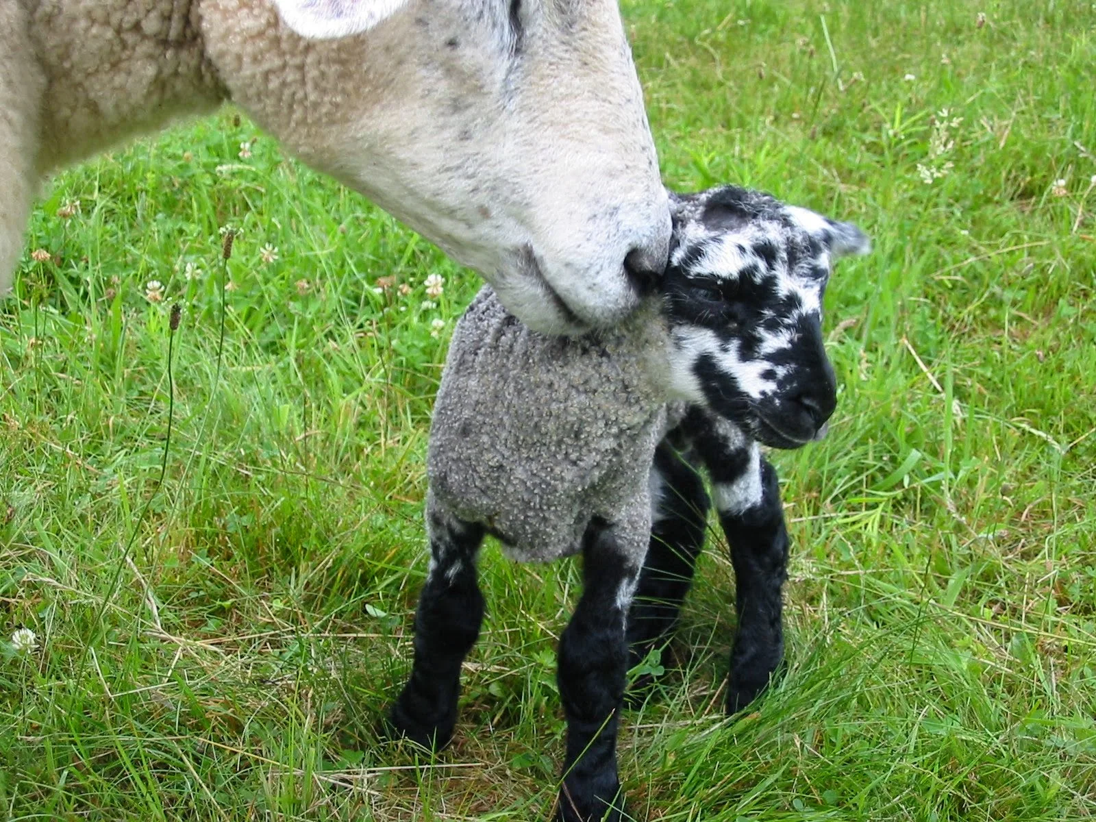 Northland Sheep Dairy