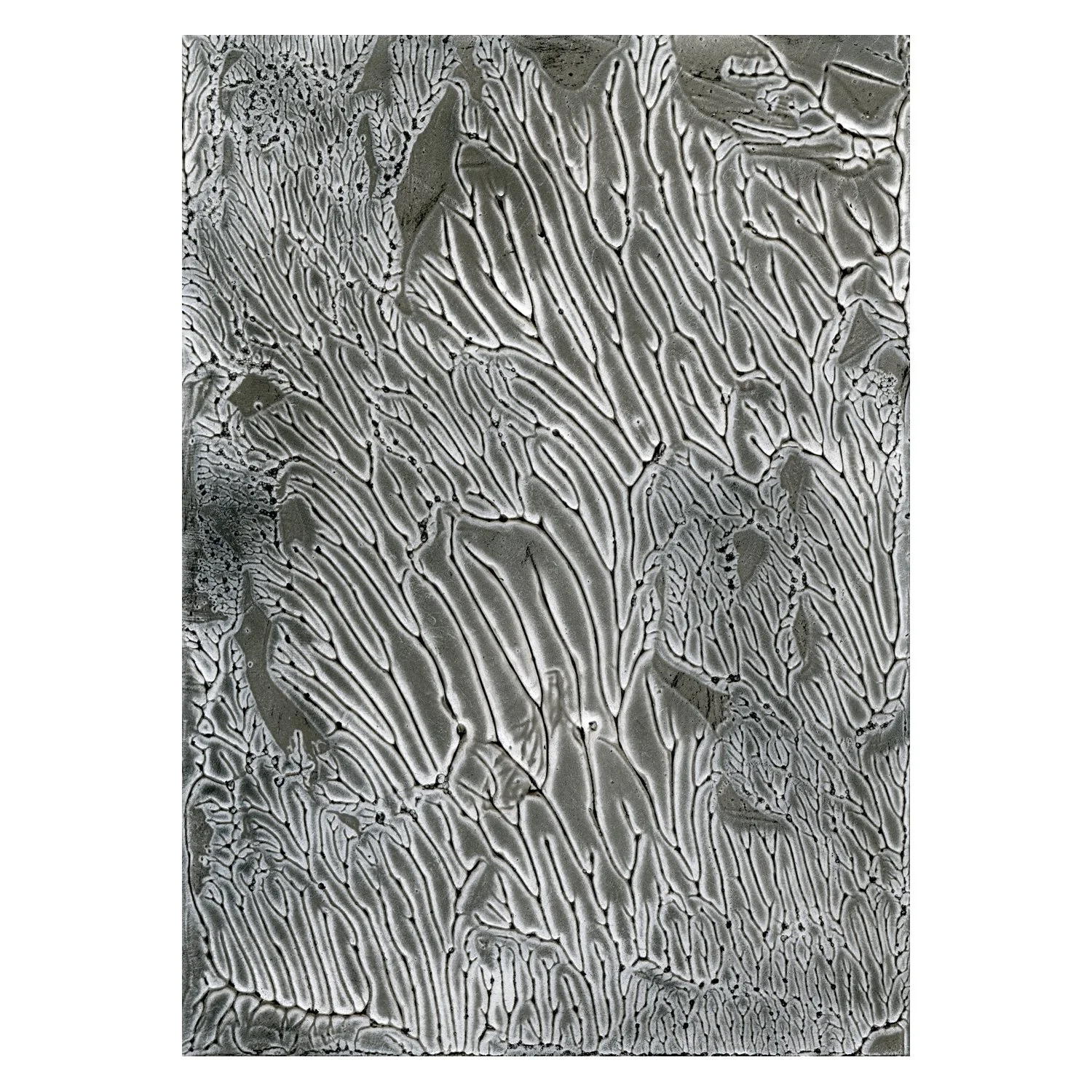 Venation_02_SM_BORDER.jpg