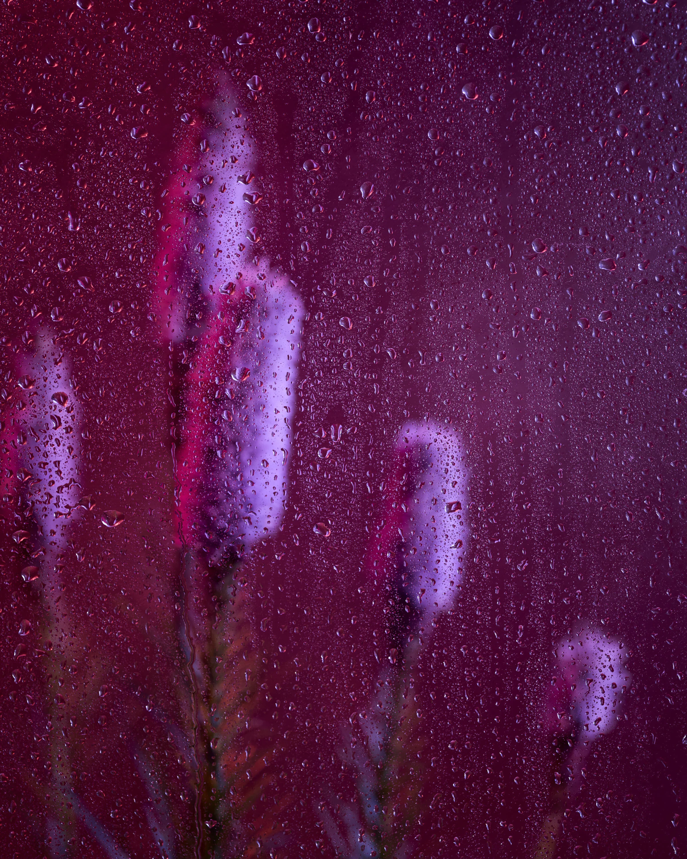 170729_windowgarden100835.jpg