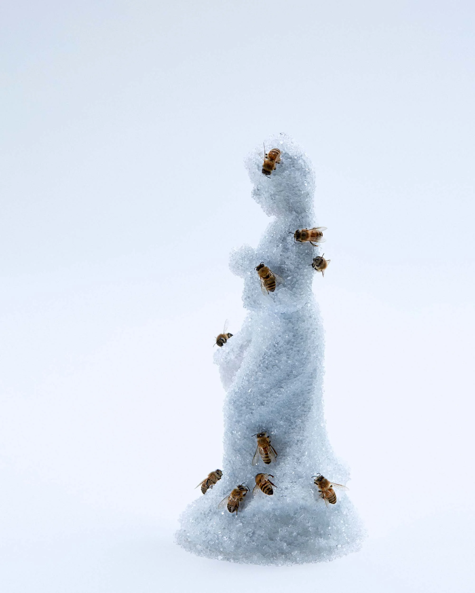 BEES-SUGAR_063-2500.jpg