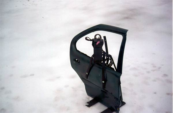 cardog.jpg