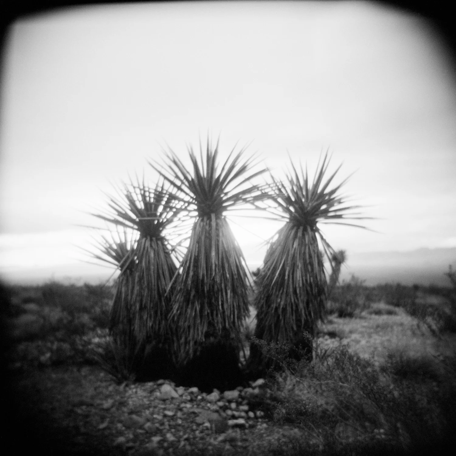 Holga_030.jpg