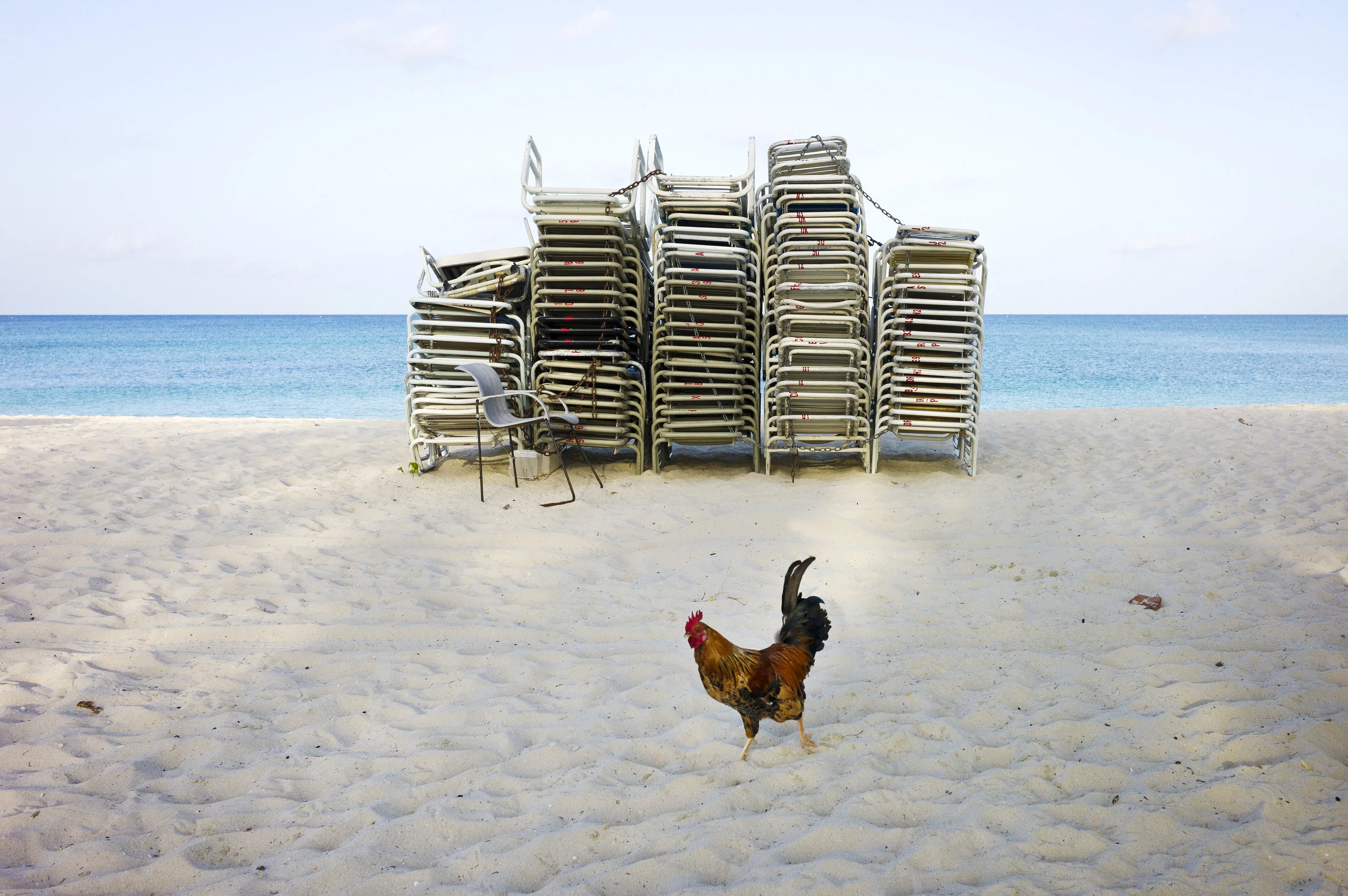 Beach_Rooster.jpg