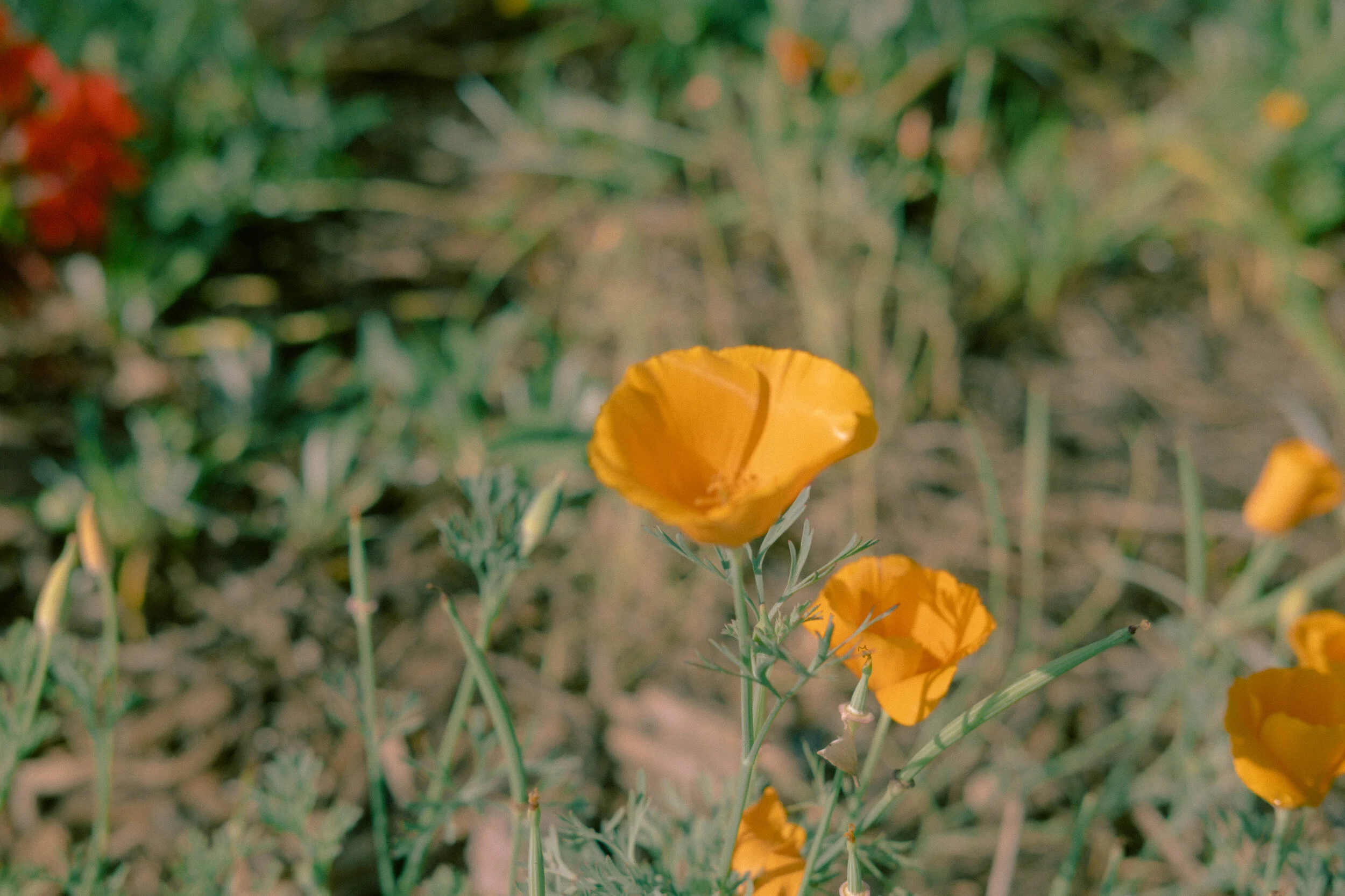 DSCF2796.jpg