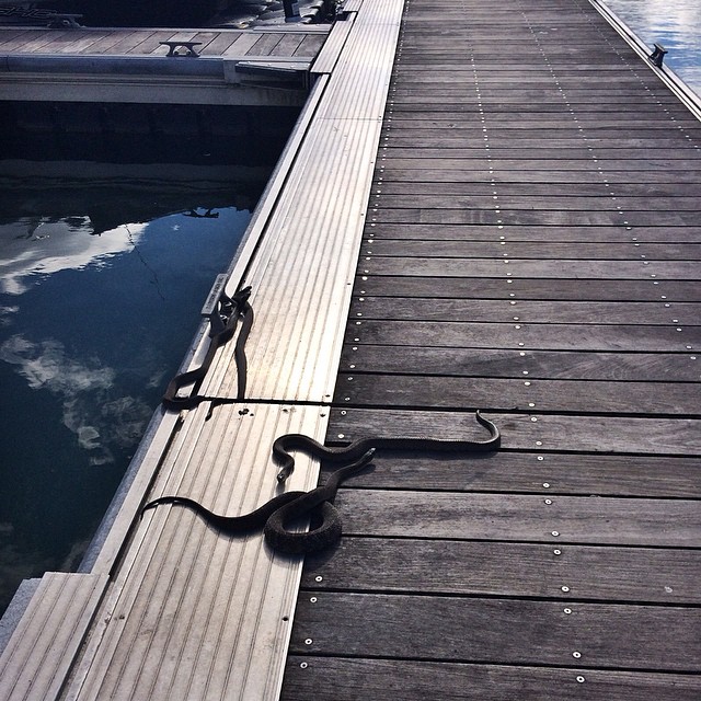These are just a few of the ten (TEN!) snakes I passed on my walk back to the boat this morning