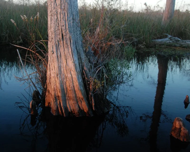Alligator River, North Carolina