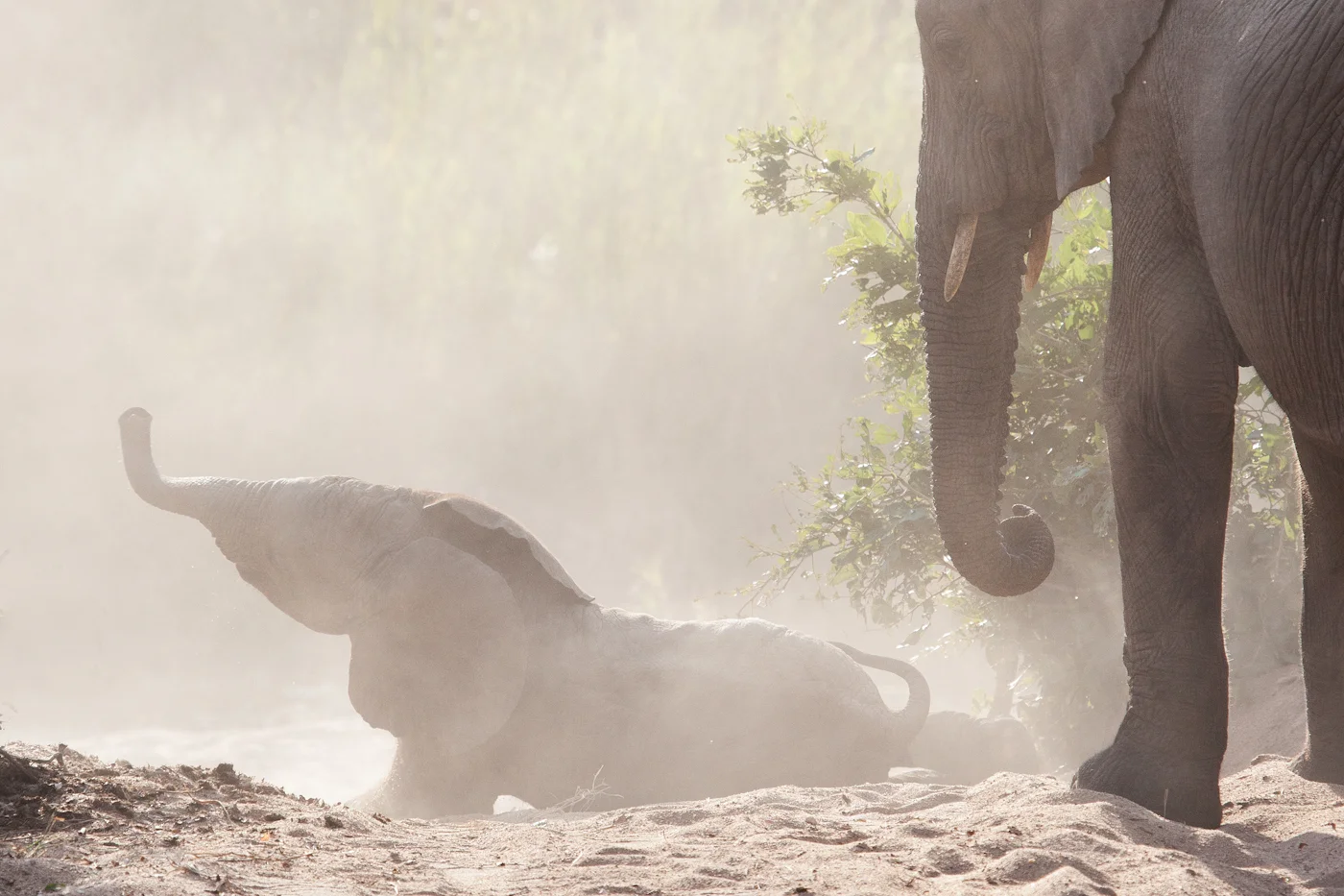 elephant.jpg
