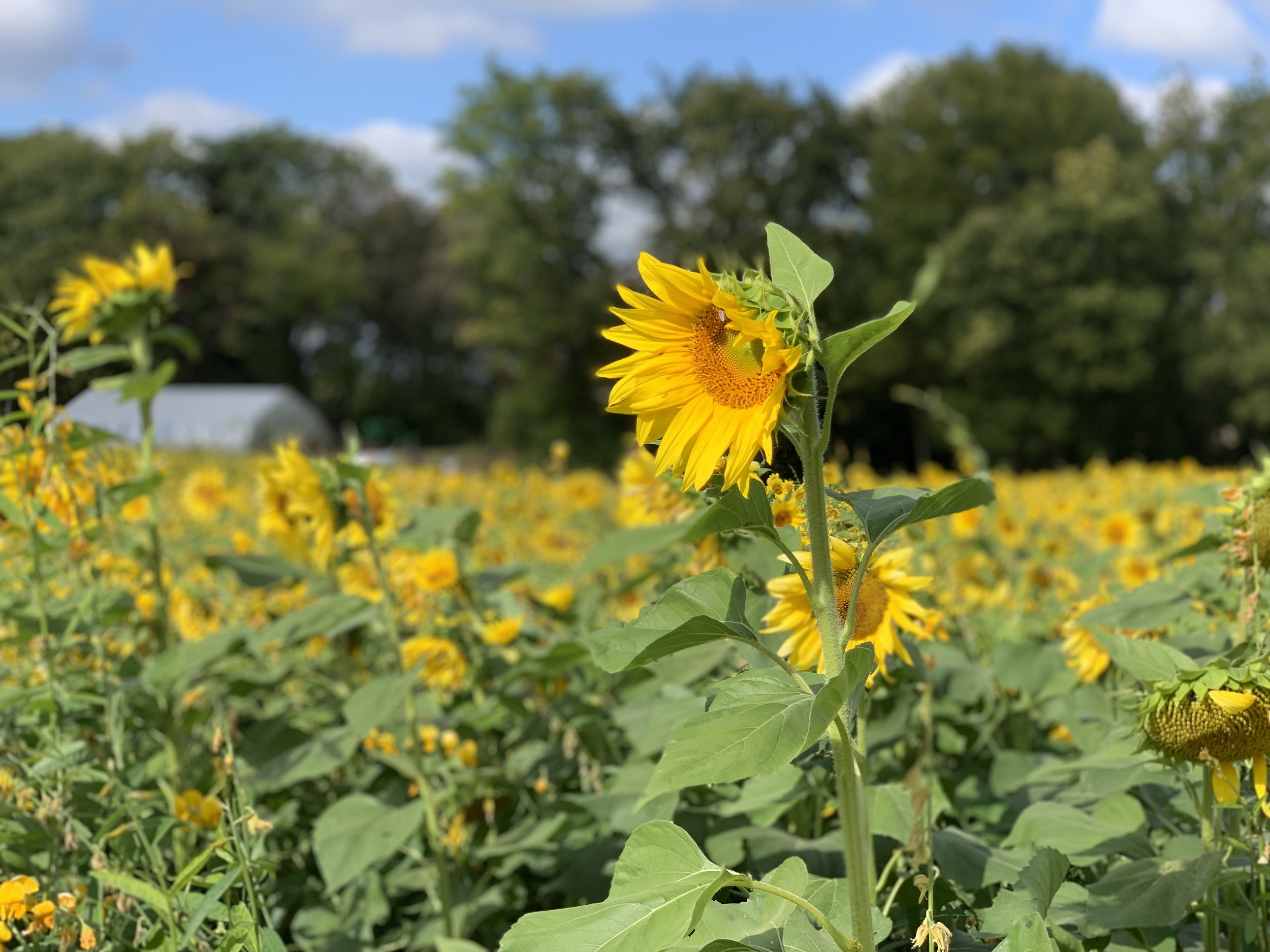 Fall Market Series: Sunflower Festival