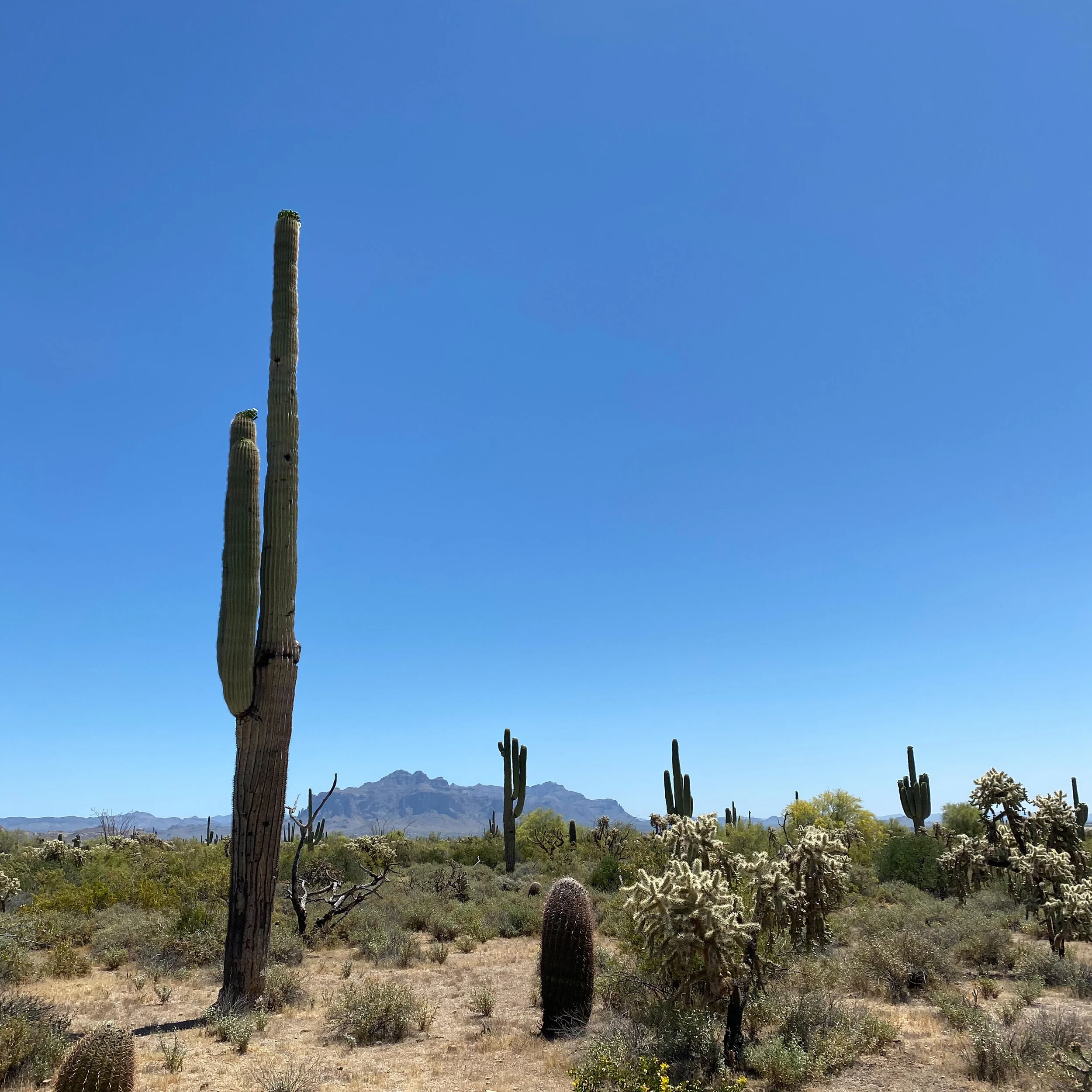 Art 5a Bright Before 2.JPG